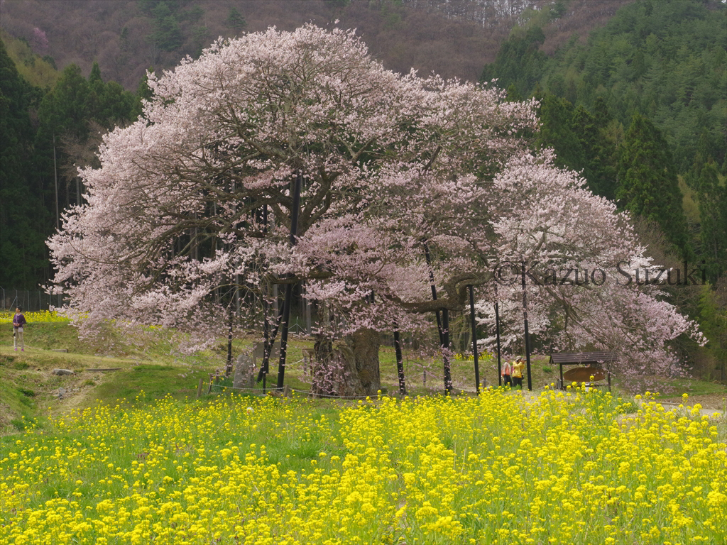Kurobe Edohigan Cherry