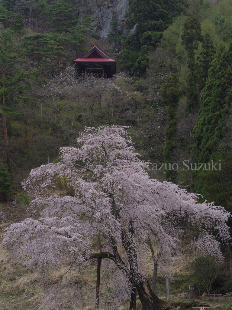 Akawa Kannon Weeping Cherry