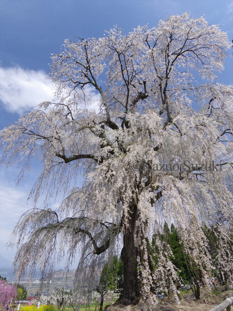 Suichu Weeping Cherry