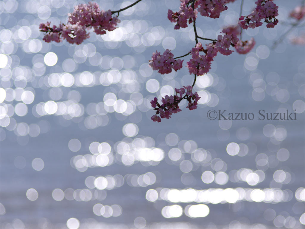 Lake Kizaki Cherry Blossoms