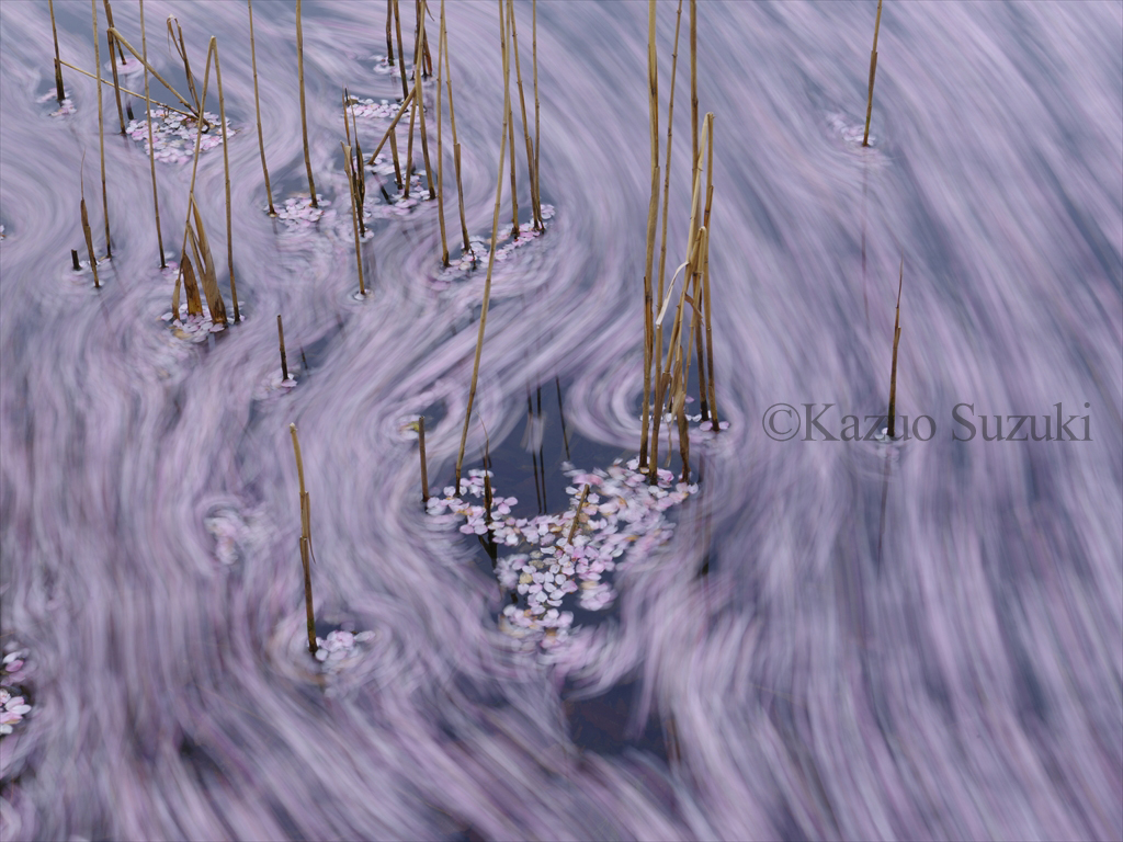 Oguni Cherry Blossoms