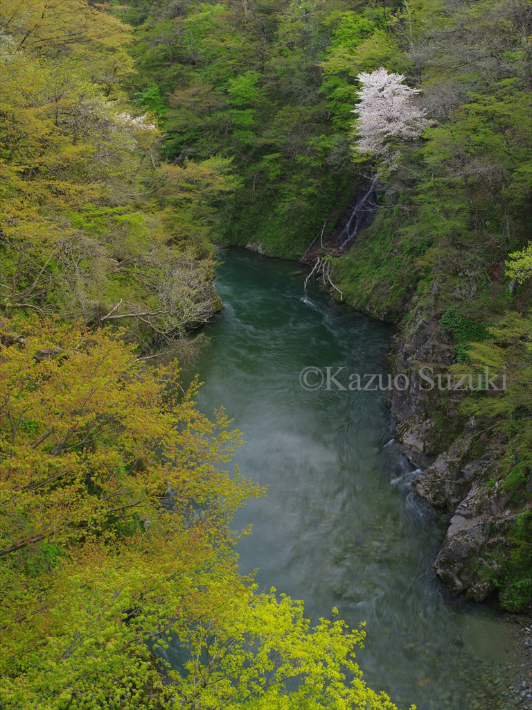 Oguni Cherry Blossoms II