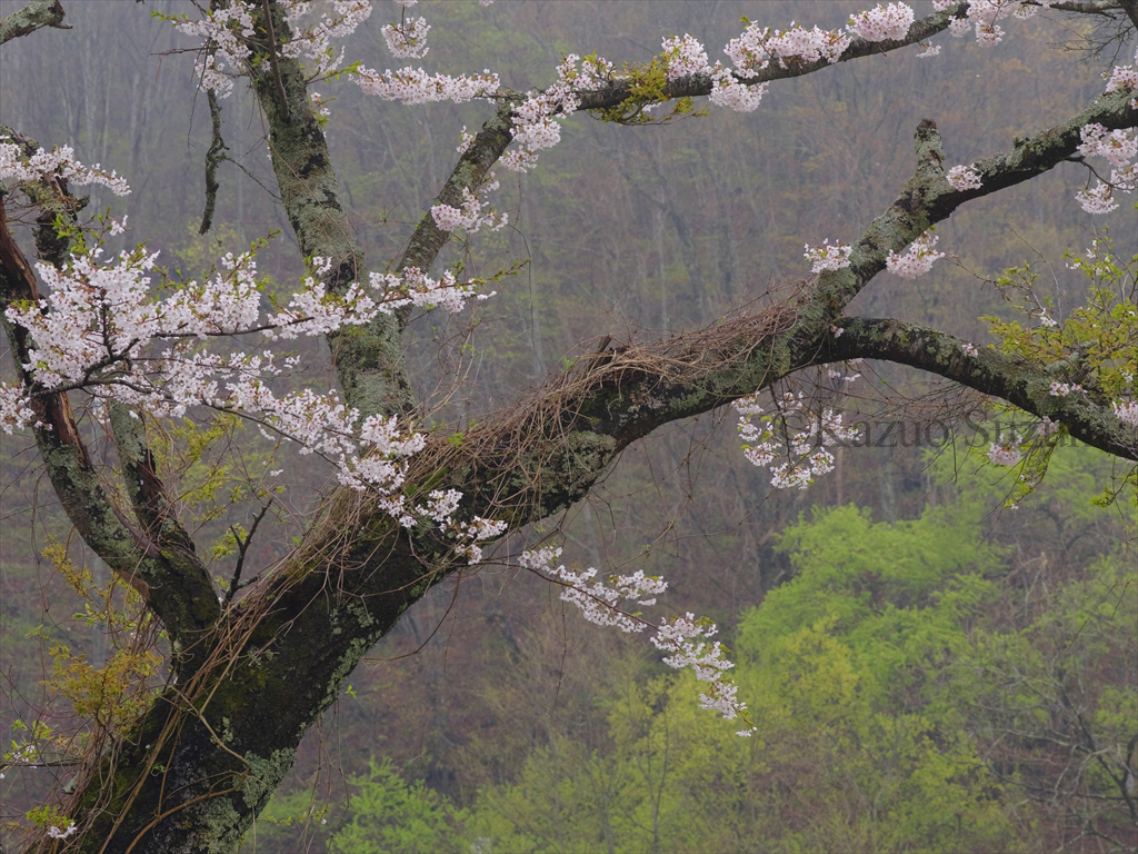 Kitashiobara Cherry Blossoms II
