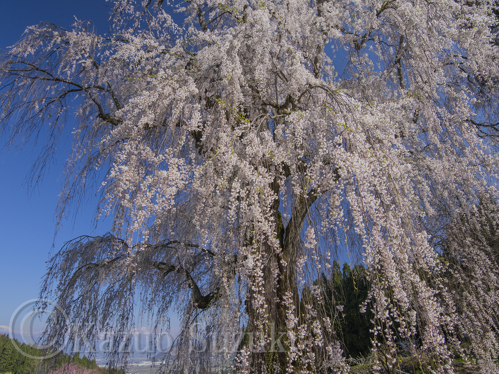 Shimoichi Cherry Blossoms