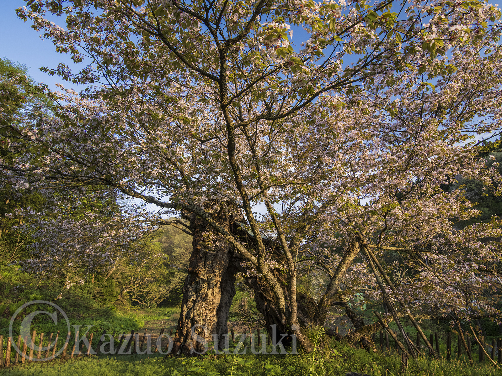 Azumino Cherry Blossoms