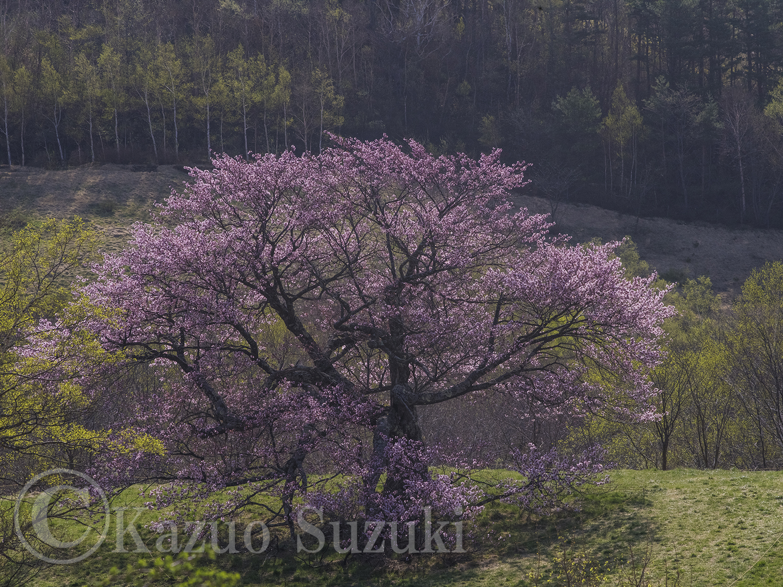 Nakagawa Village Cherry Blossoms