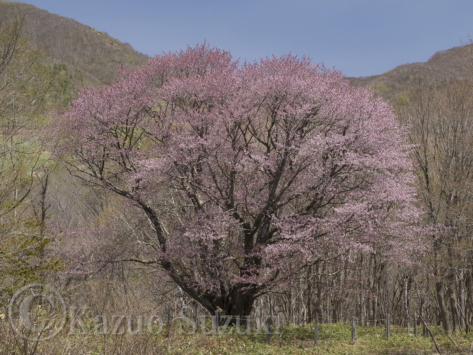 Rikugo Cherry Blossoms