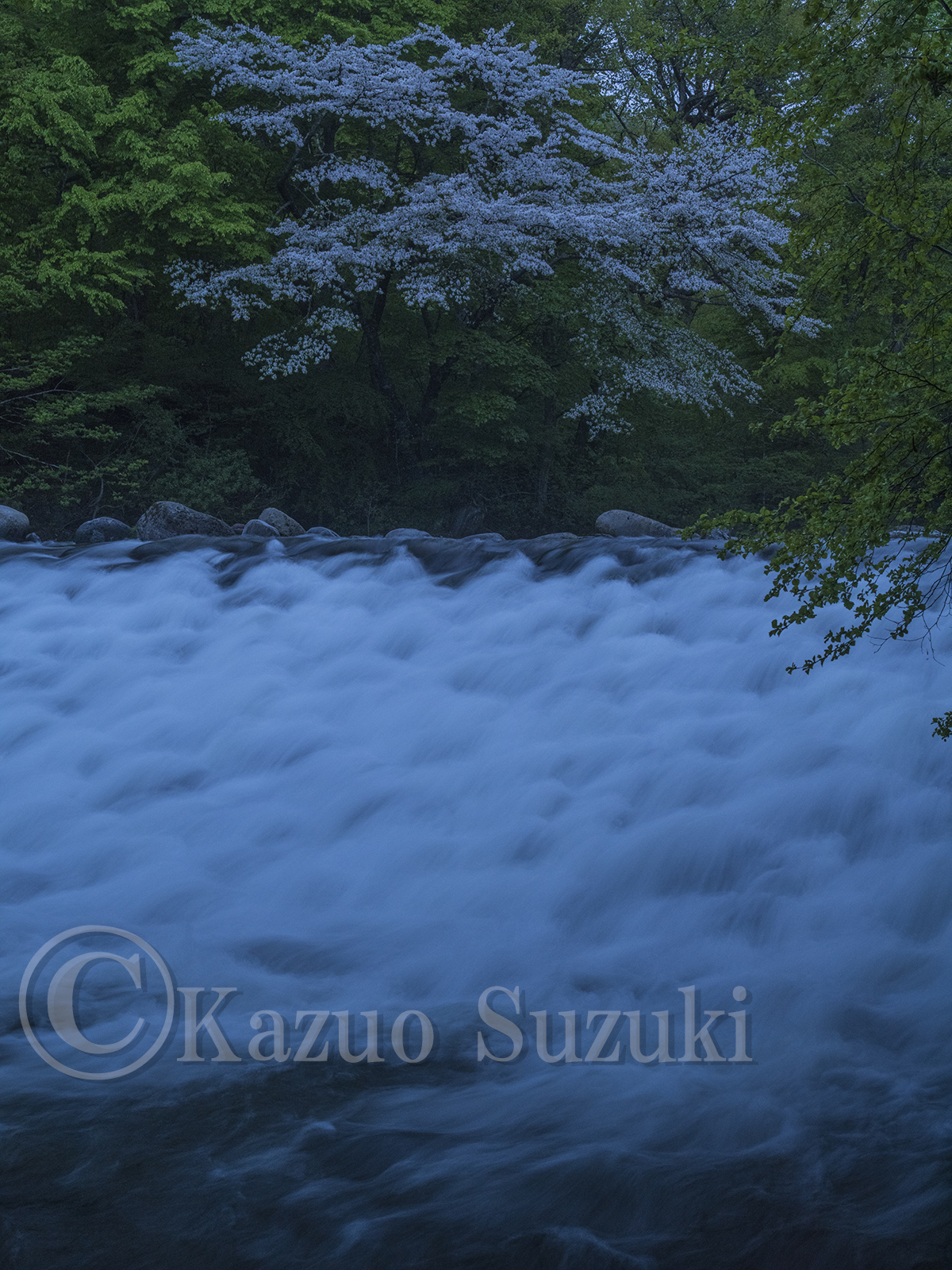 Takashima Castle Cherry Blossoms