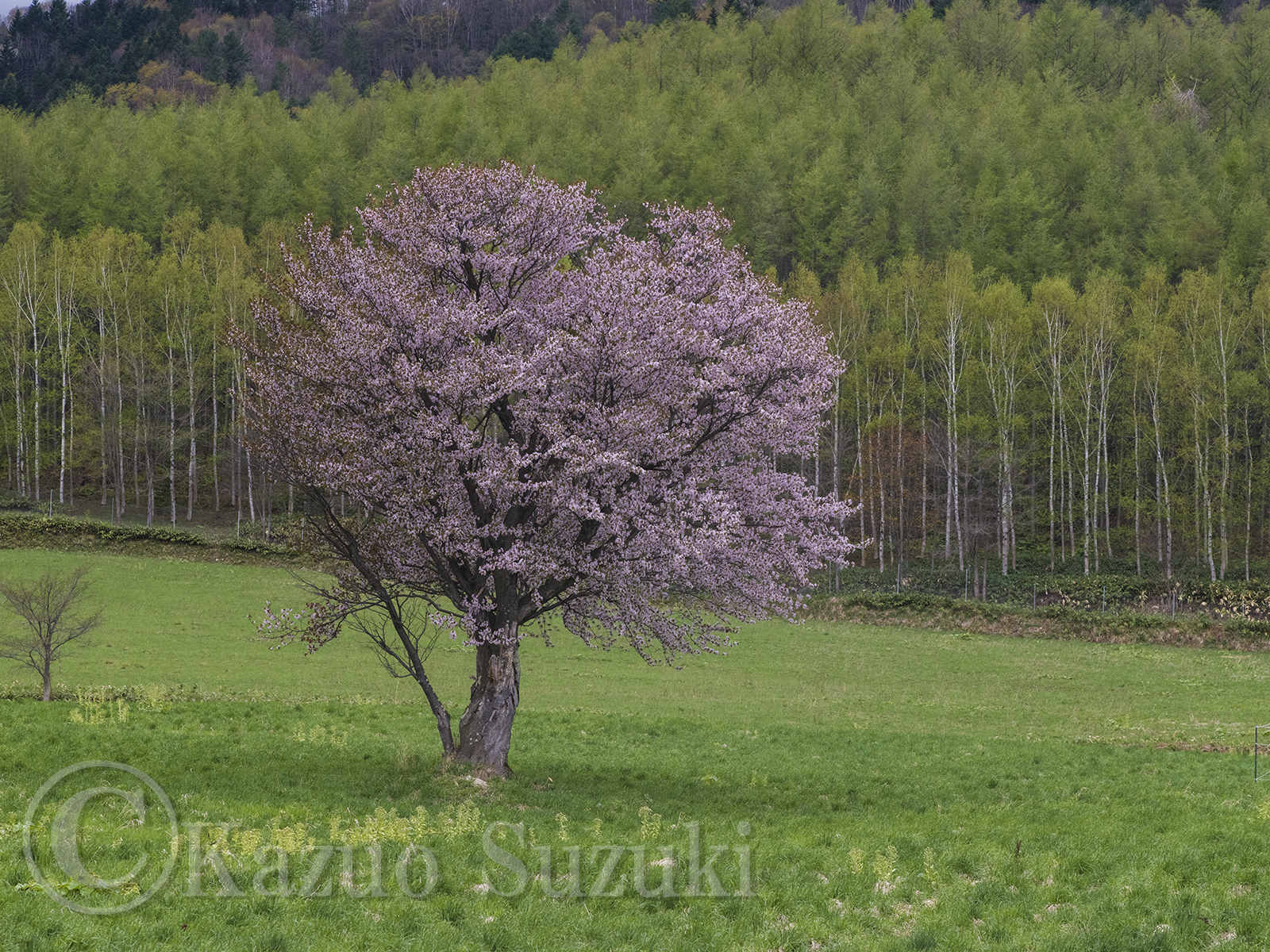 Suichu Weeping Cherry