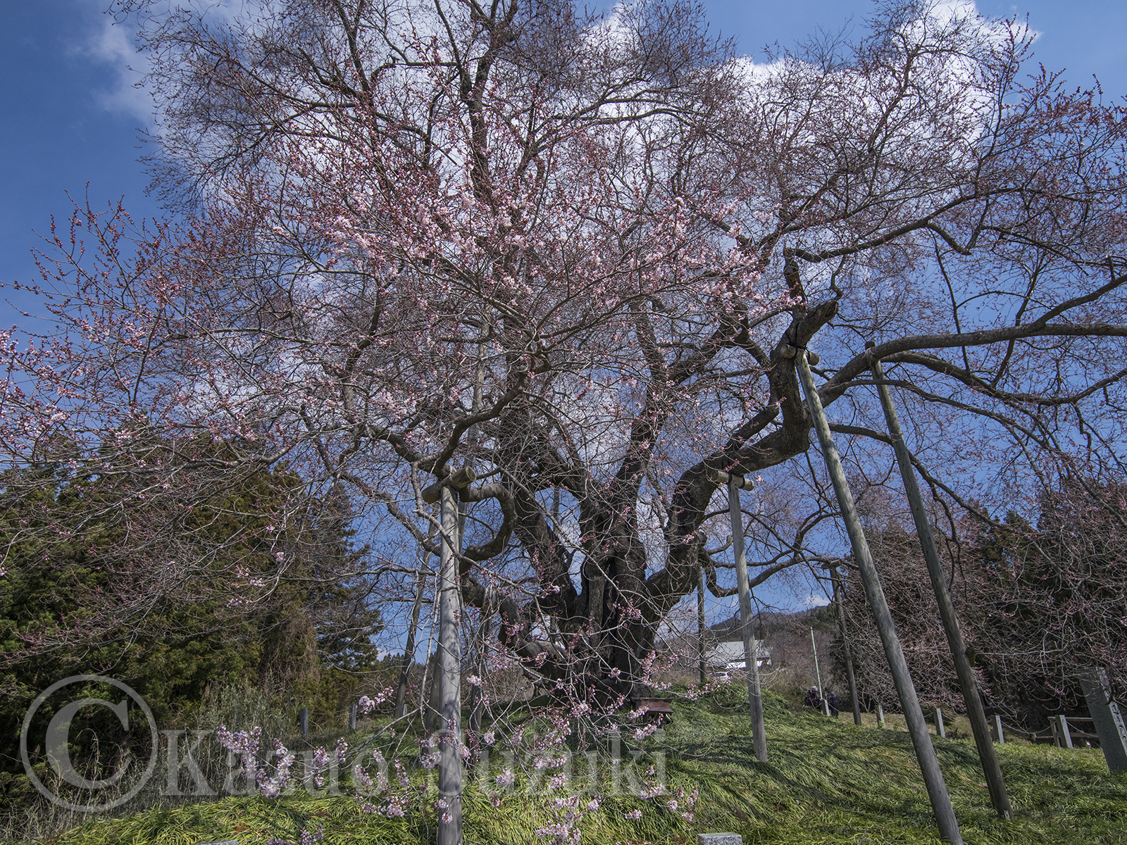 Oguni Cherry Blossoms