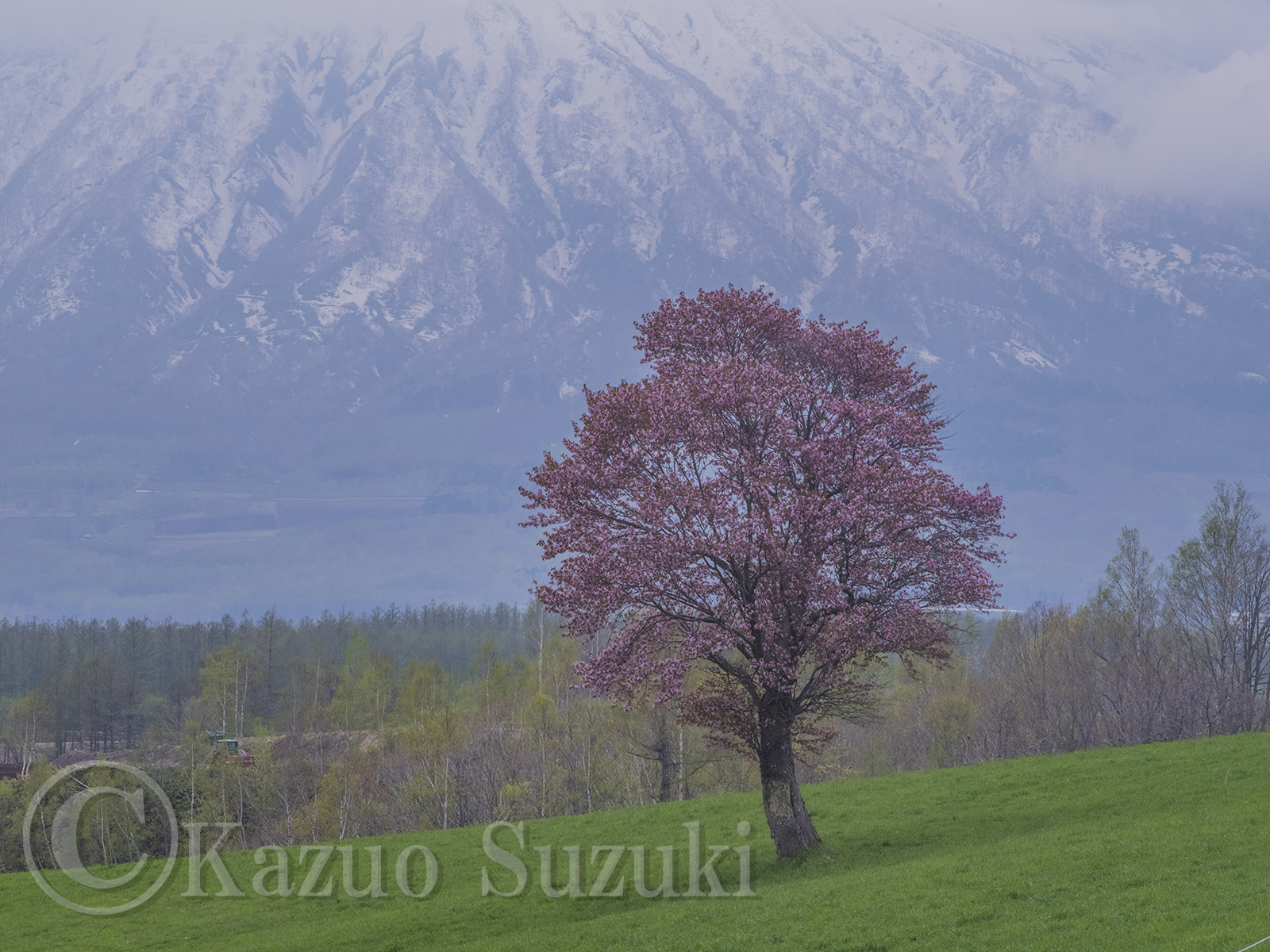 Oguni Cherry Blossoms II