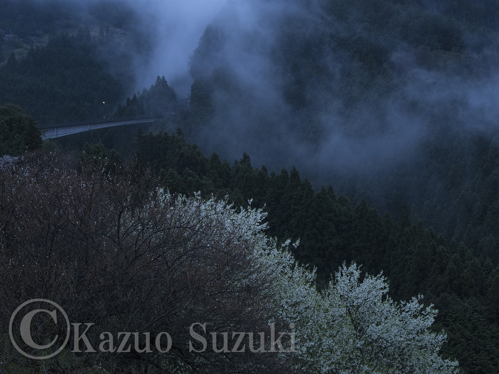 Yurihonjo Cherry Blossoms