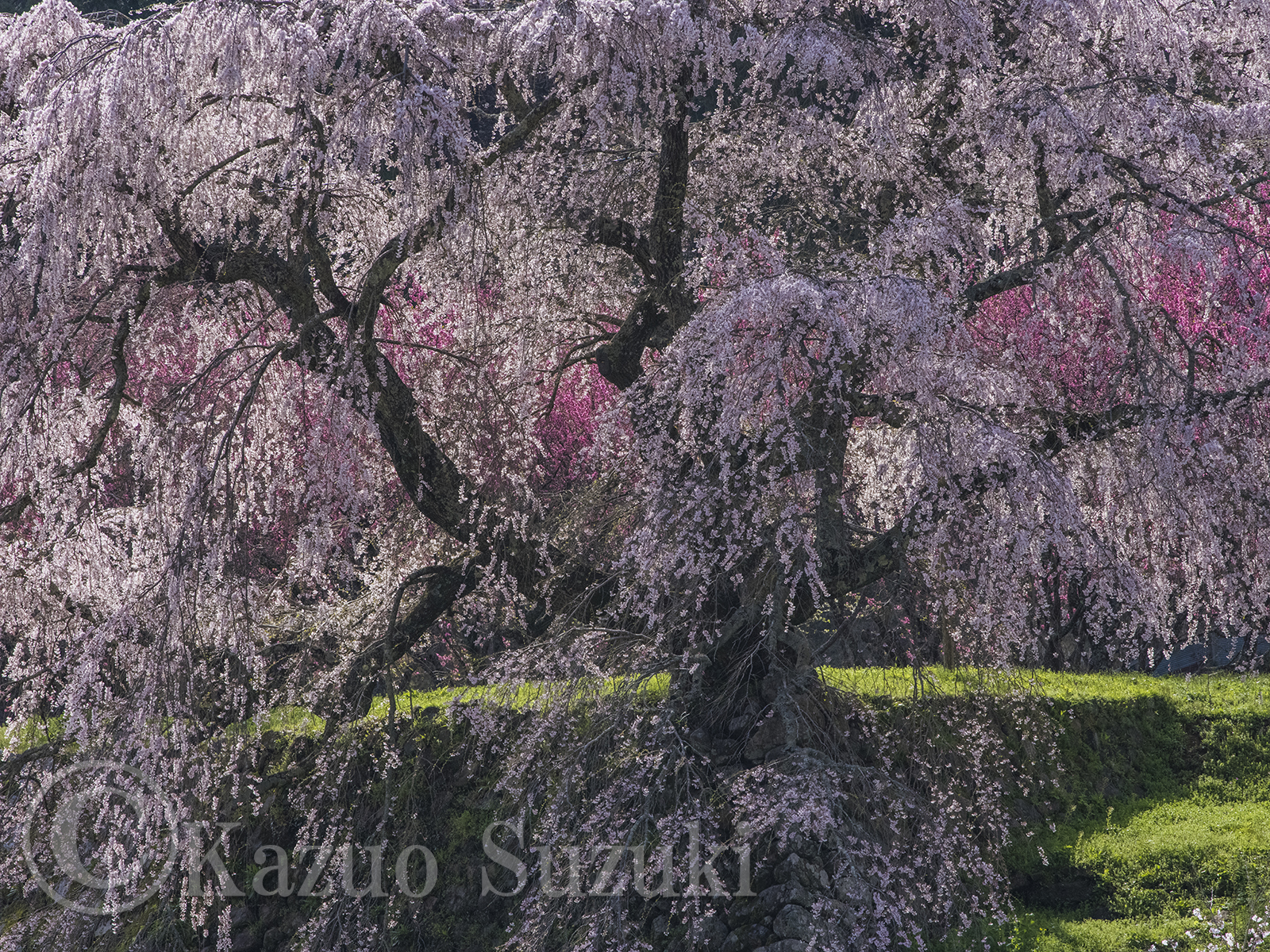 Kamegamori Single Cherry Tree