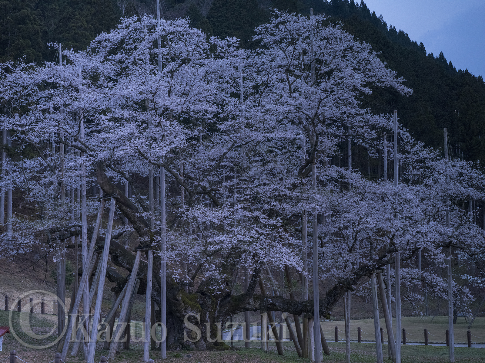 Hachimantai Cherry Blossoms