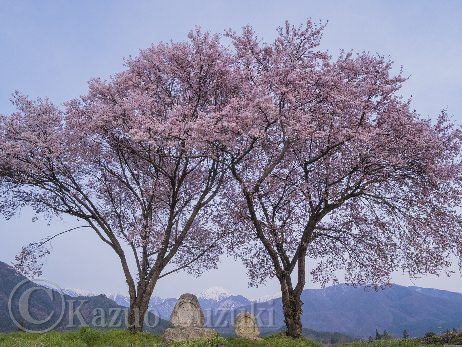 Towada Cherry Blossoms