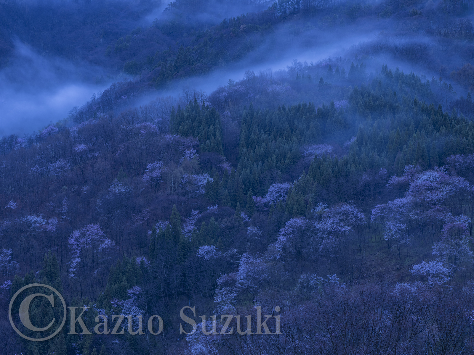 Kyogoku Cherry Blossoms