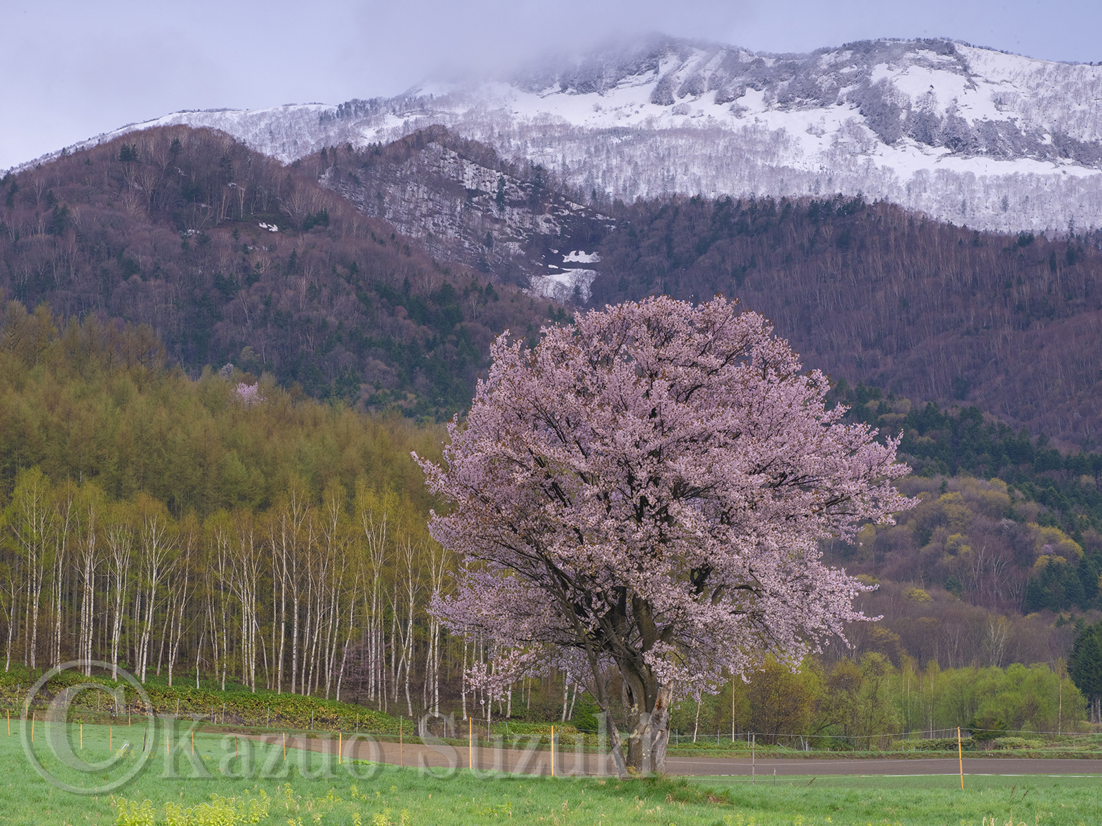 Niyodo River Cherry Blossoms