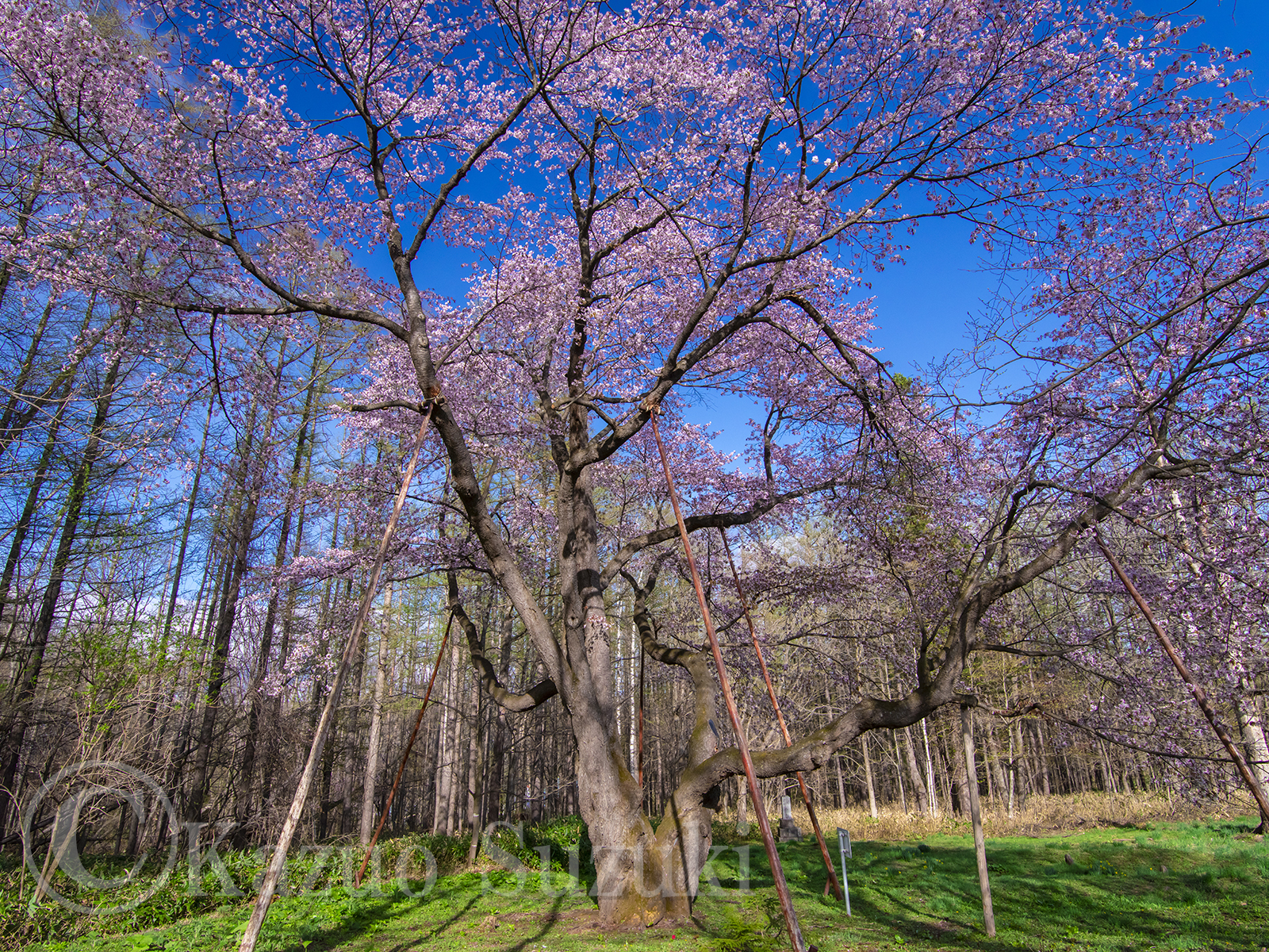 Niyodo River Cherry Blossoms II