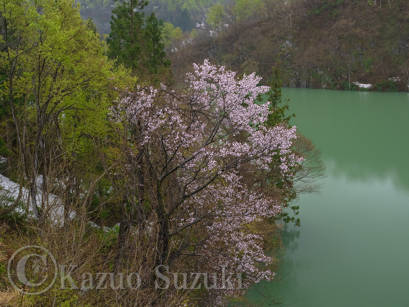 Oguni Cherry Blossoms