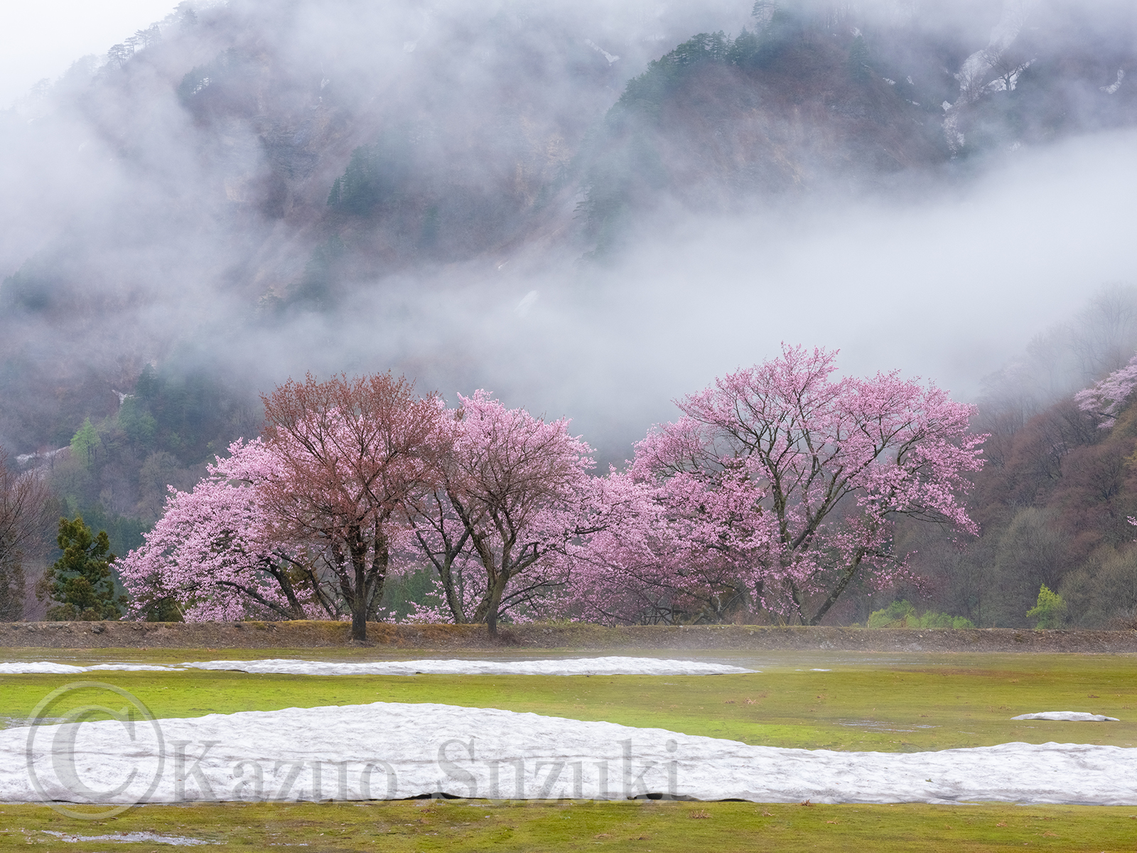 Oguni Cherry Blossoms II