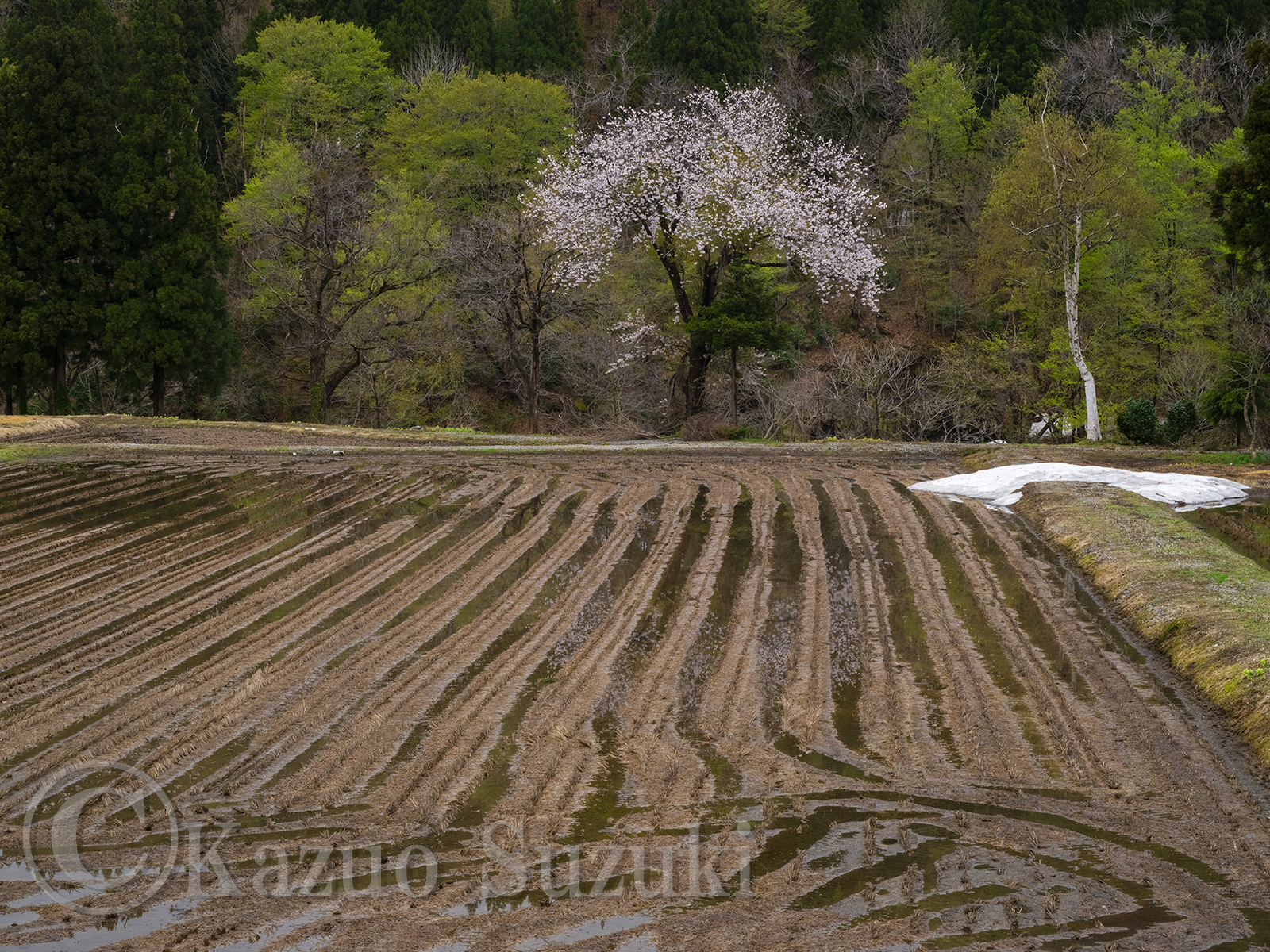 Oguni Cherry Blossoms III