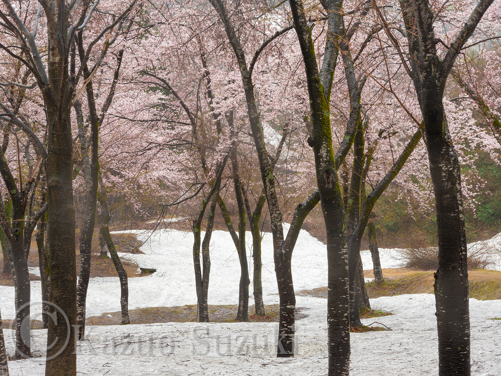 Myoko Cherry Blossoms