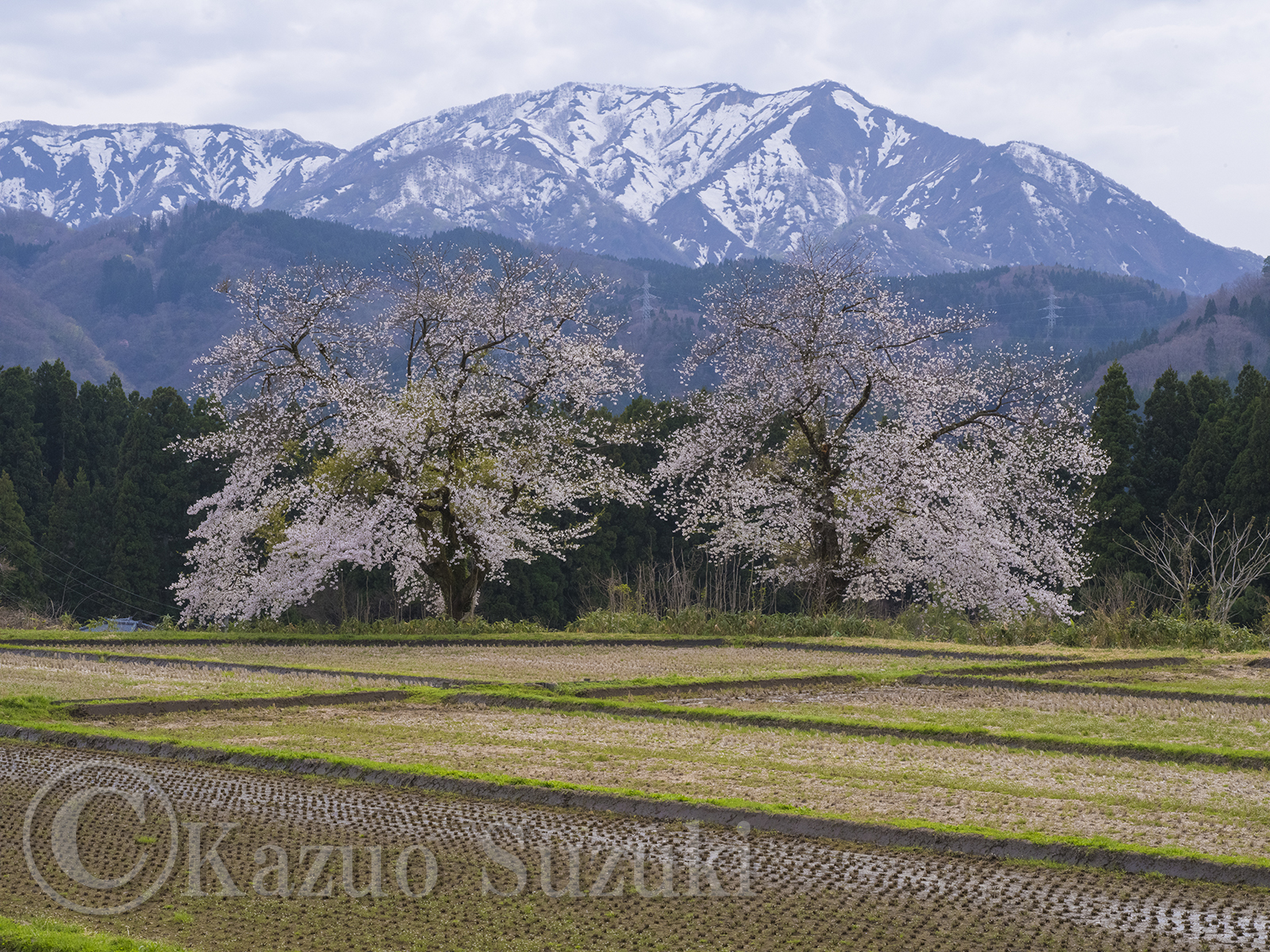 Nanto Cherry Blossoms