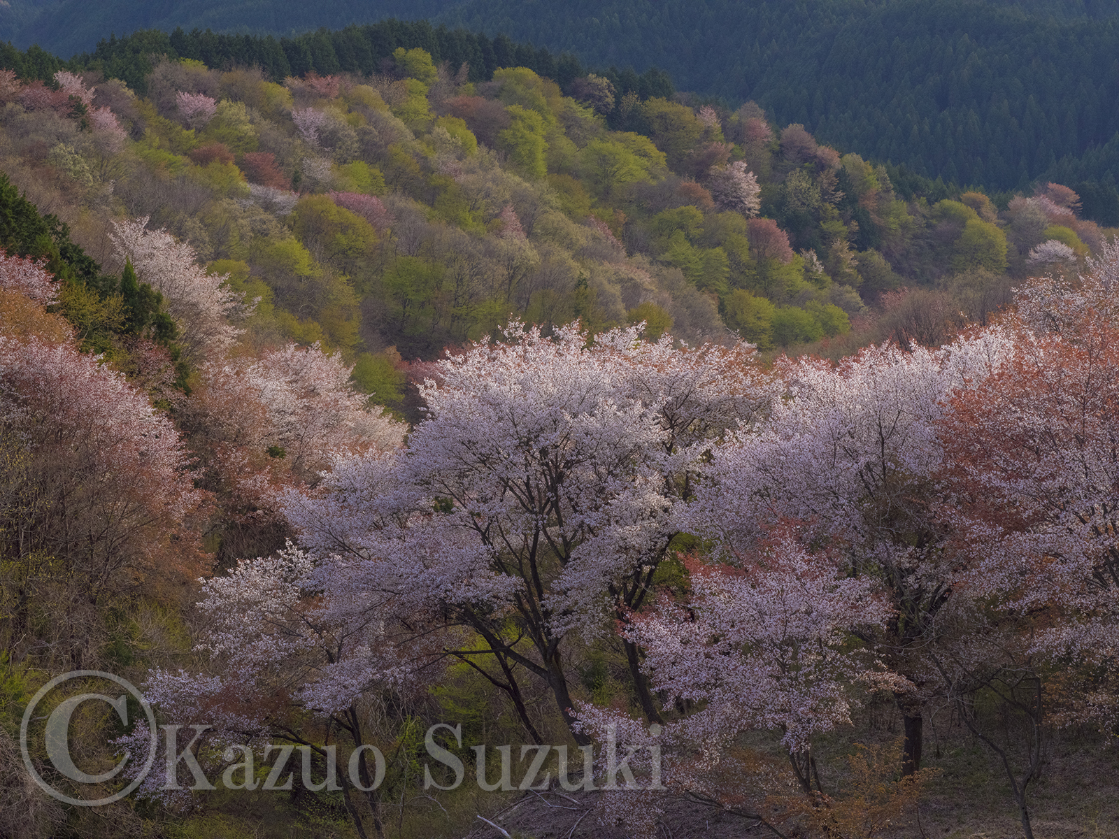 Ono Town Cherry Blossoms