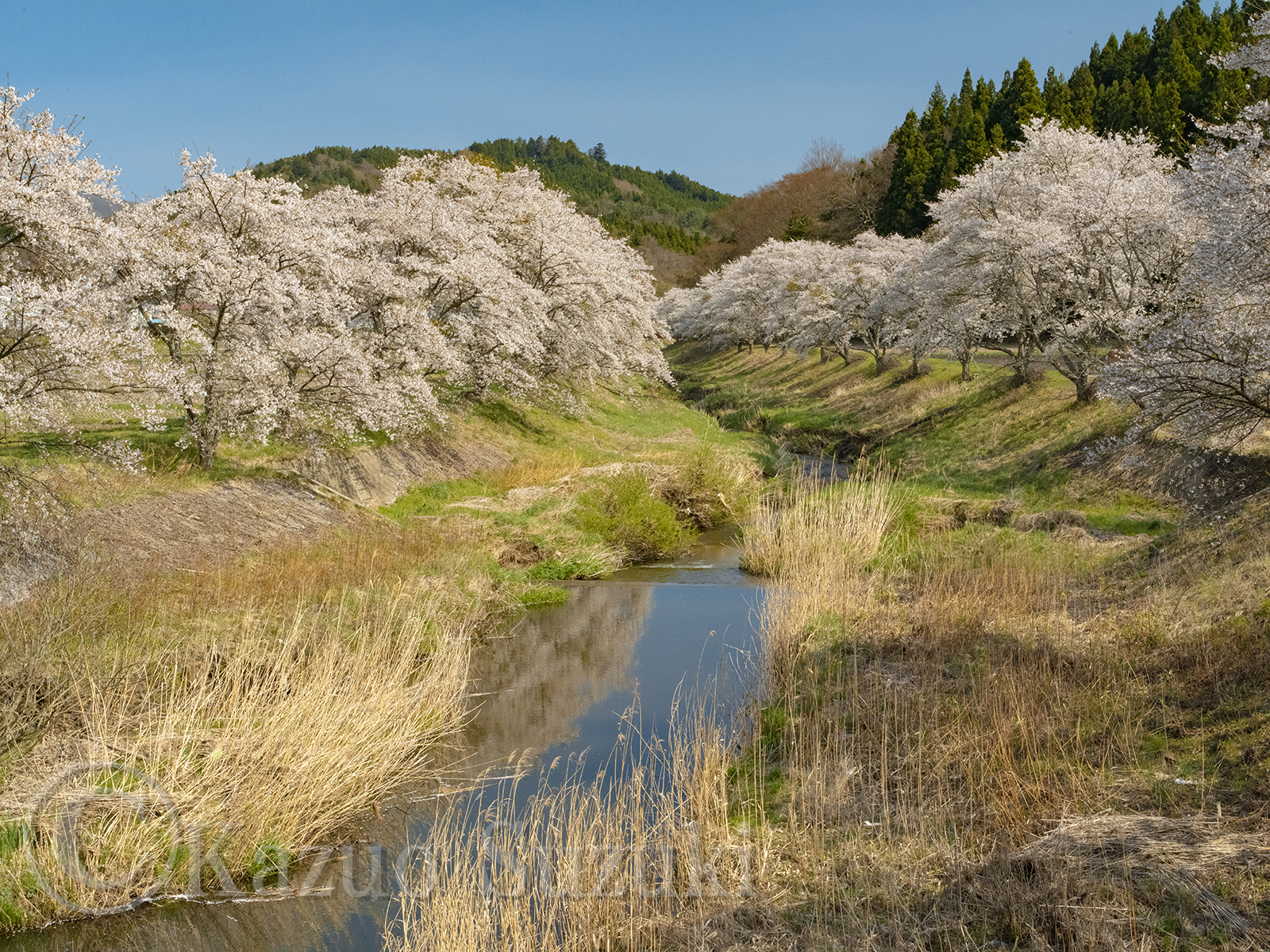 Yachi Cherry Blossoms