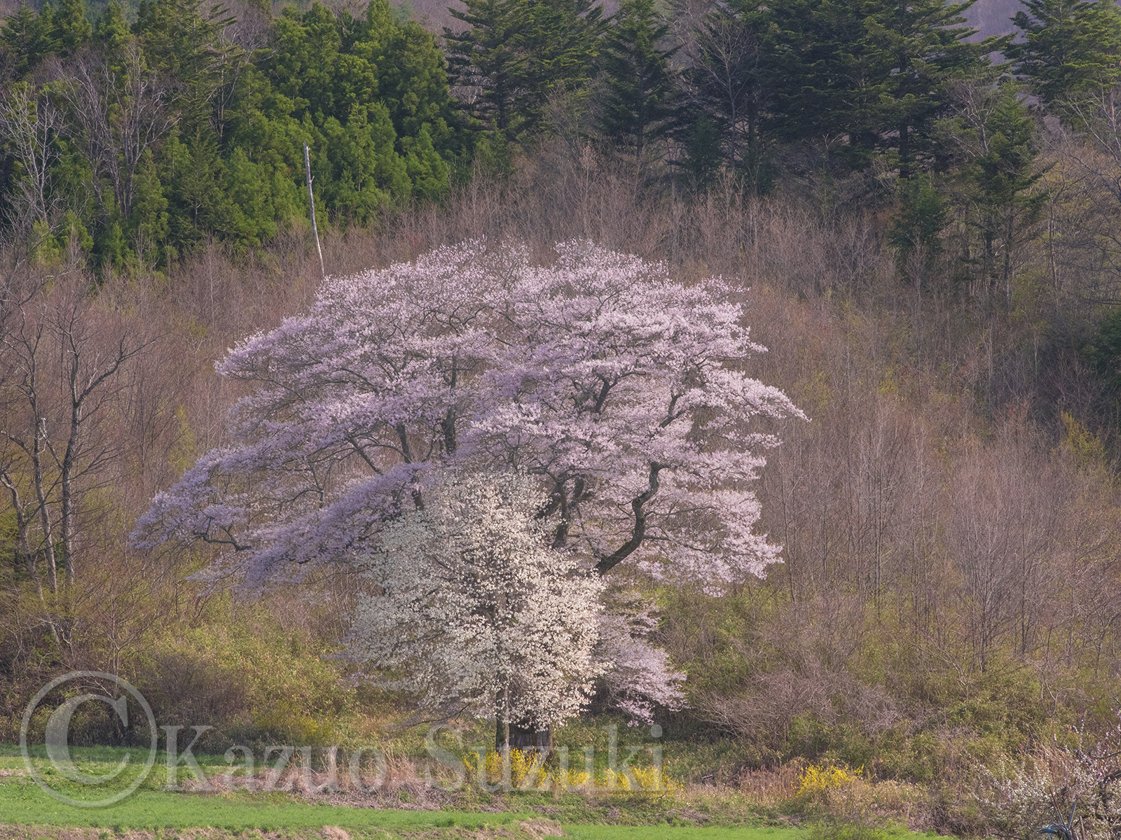 Hanazono Weeping Cherry
