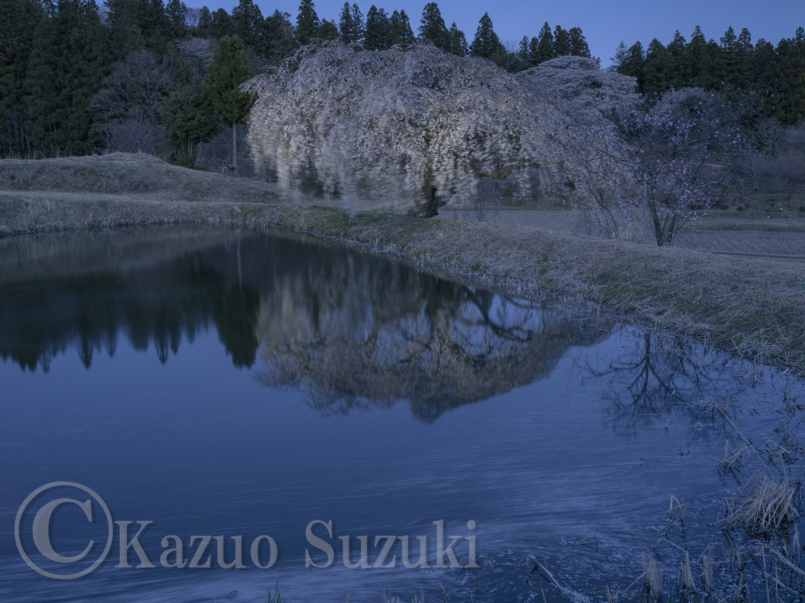 Fukushima Cherry Blossoms