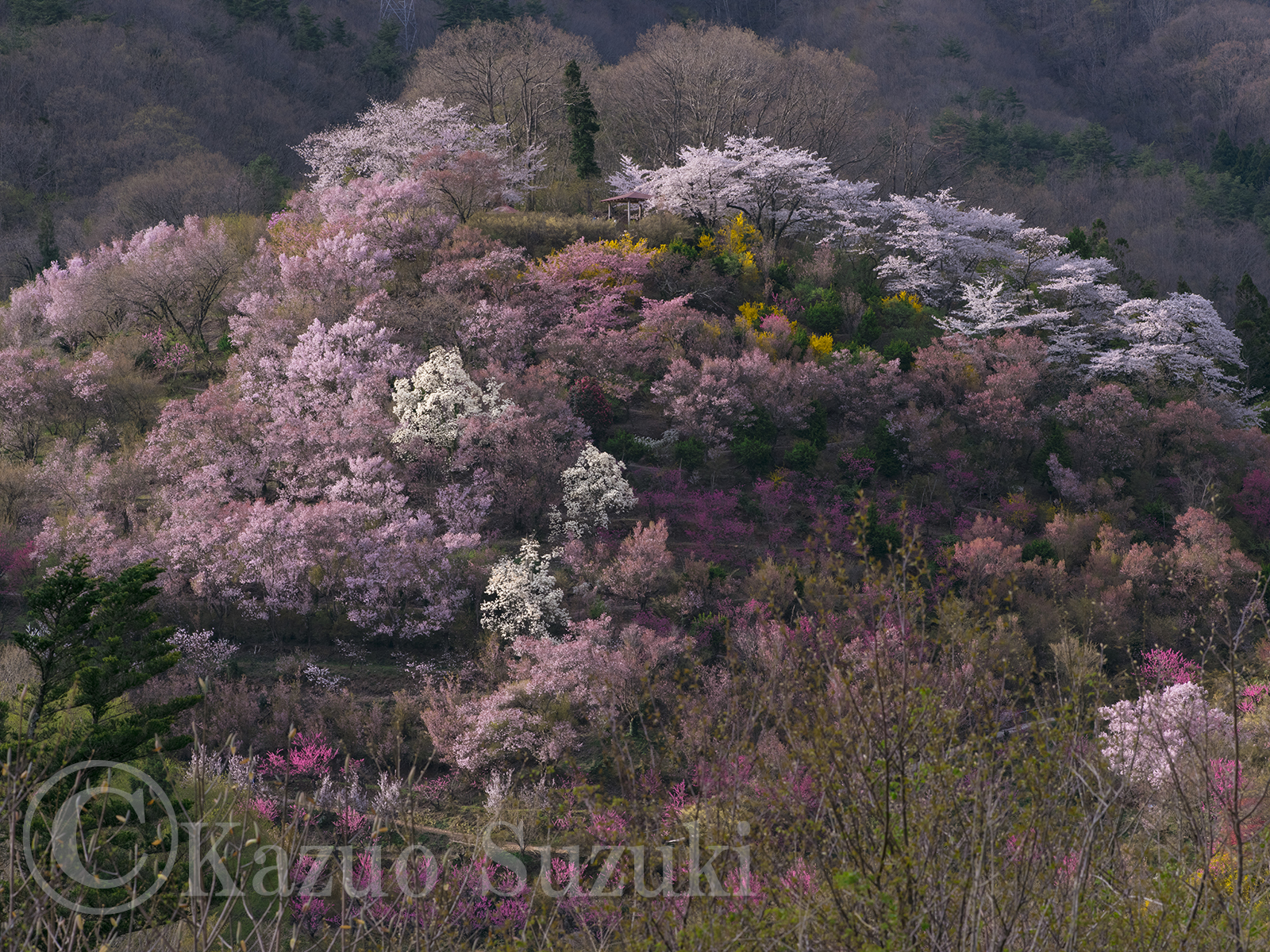 Shintoku Cherry Blossoms