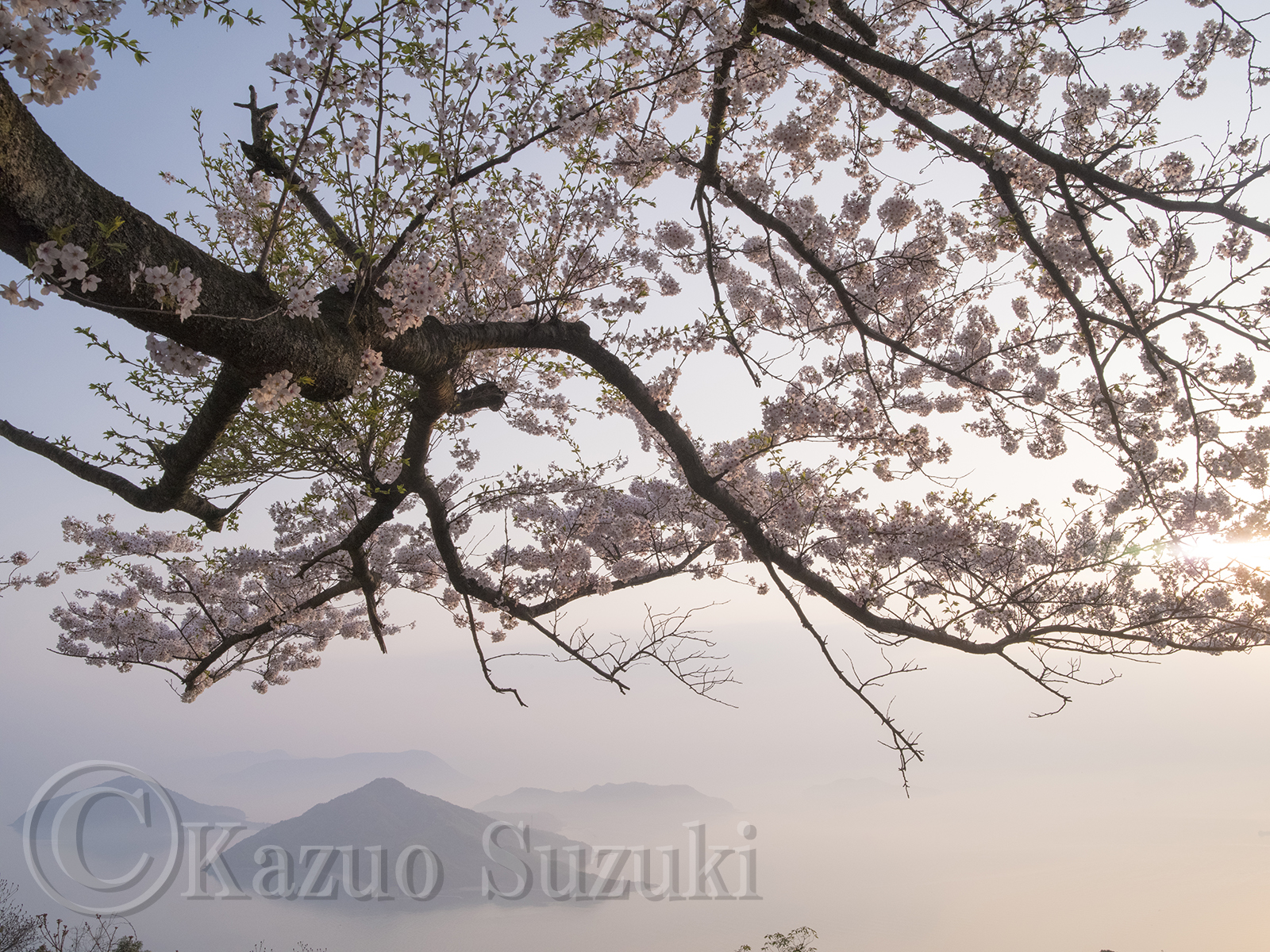 Taiki Cherry Blossoms