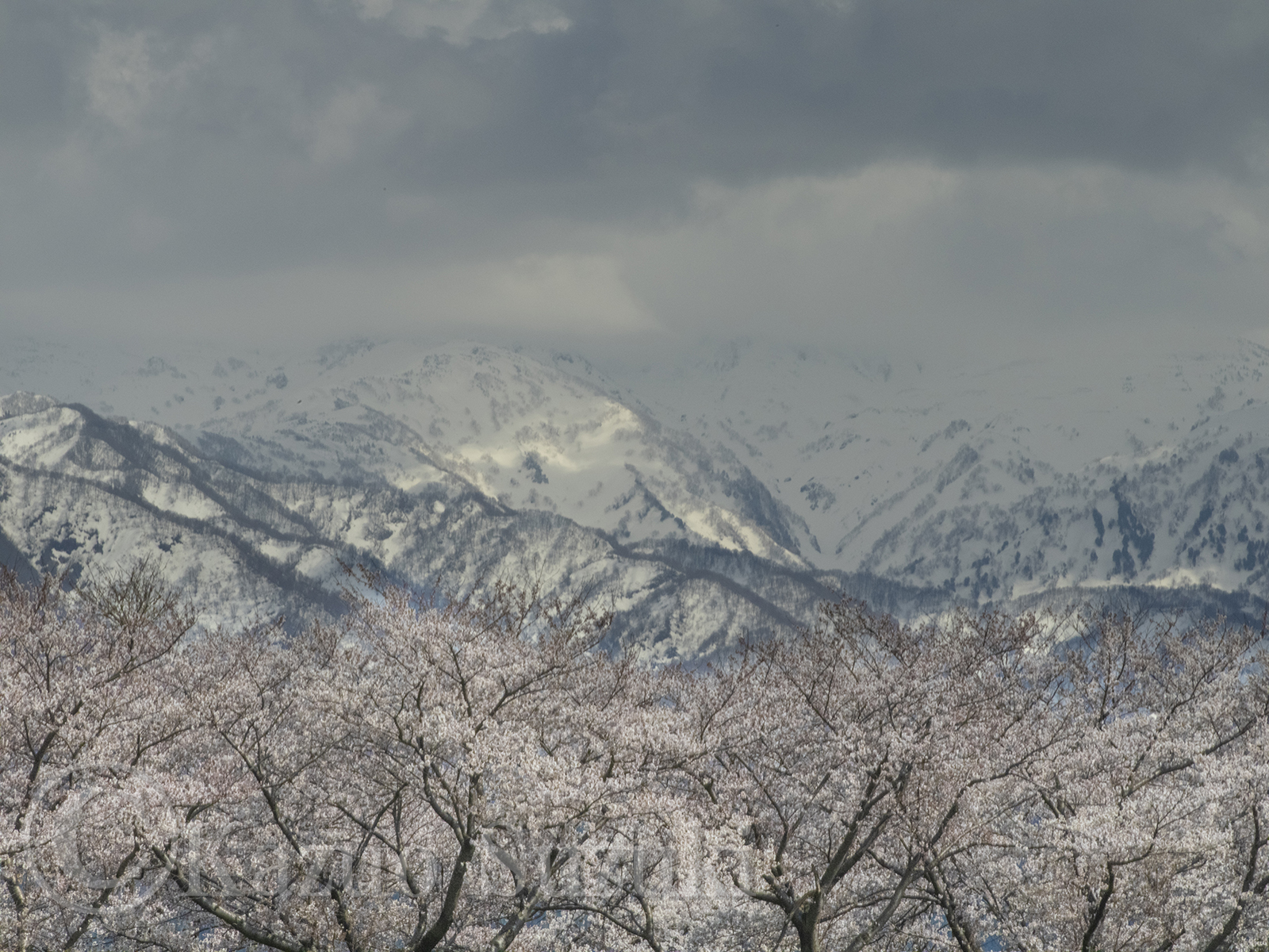 Asahi Town Cherry Blossoms