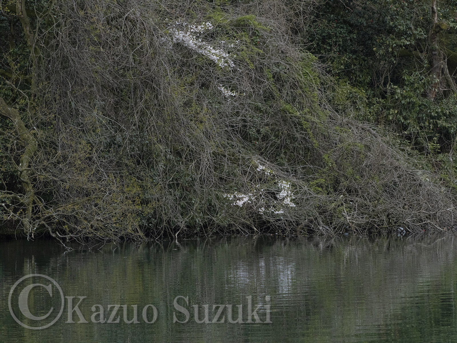 Takaoka Cherry Blossoms