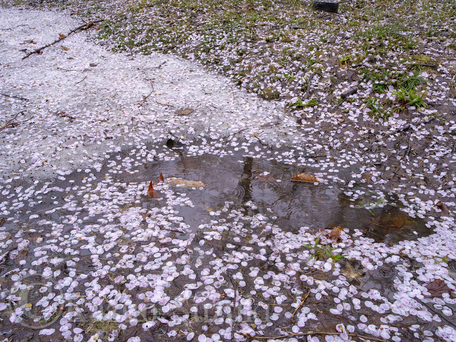 Oguni Cherry Blossoms III