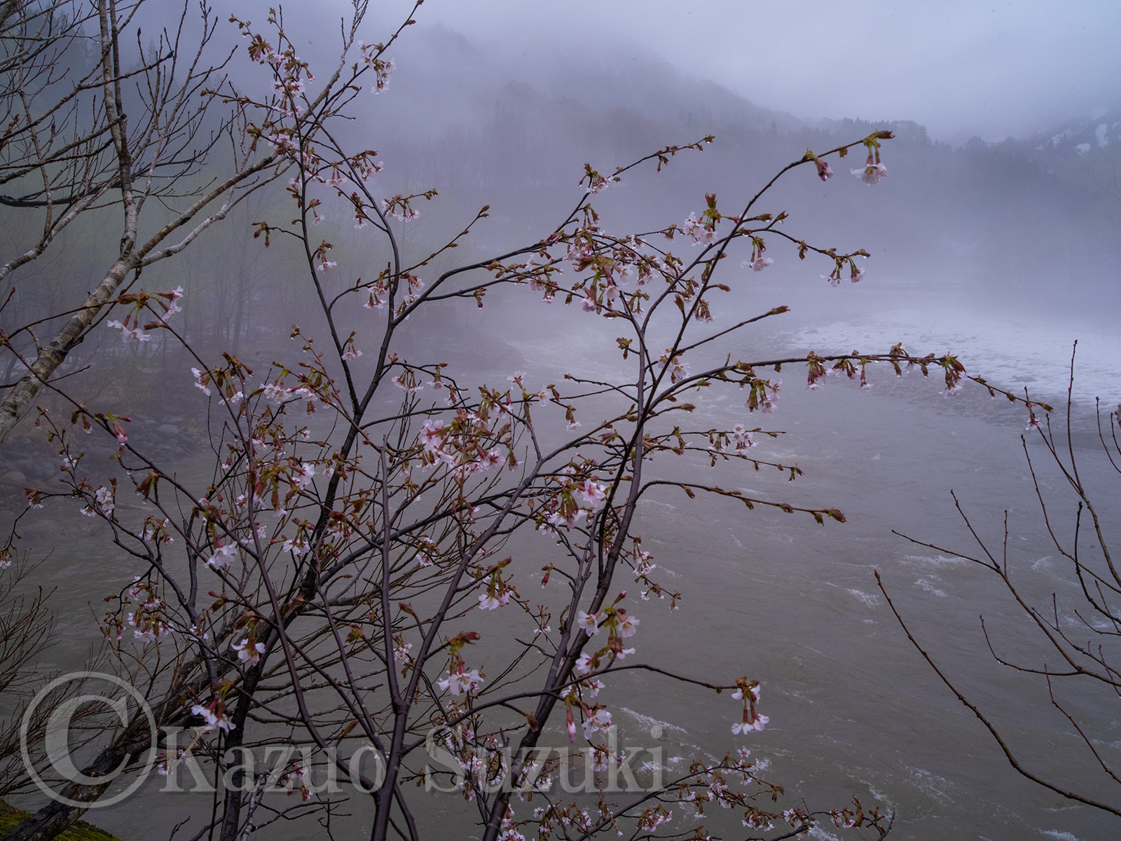 Oguni Cherry Blossoms V