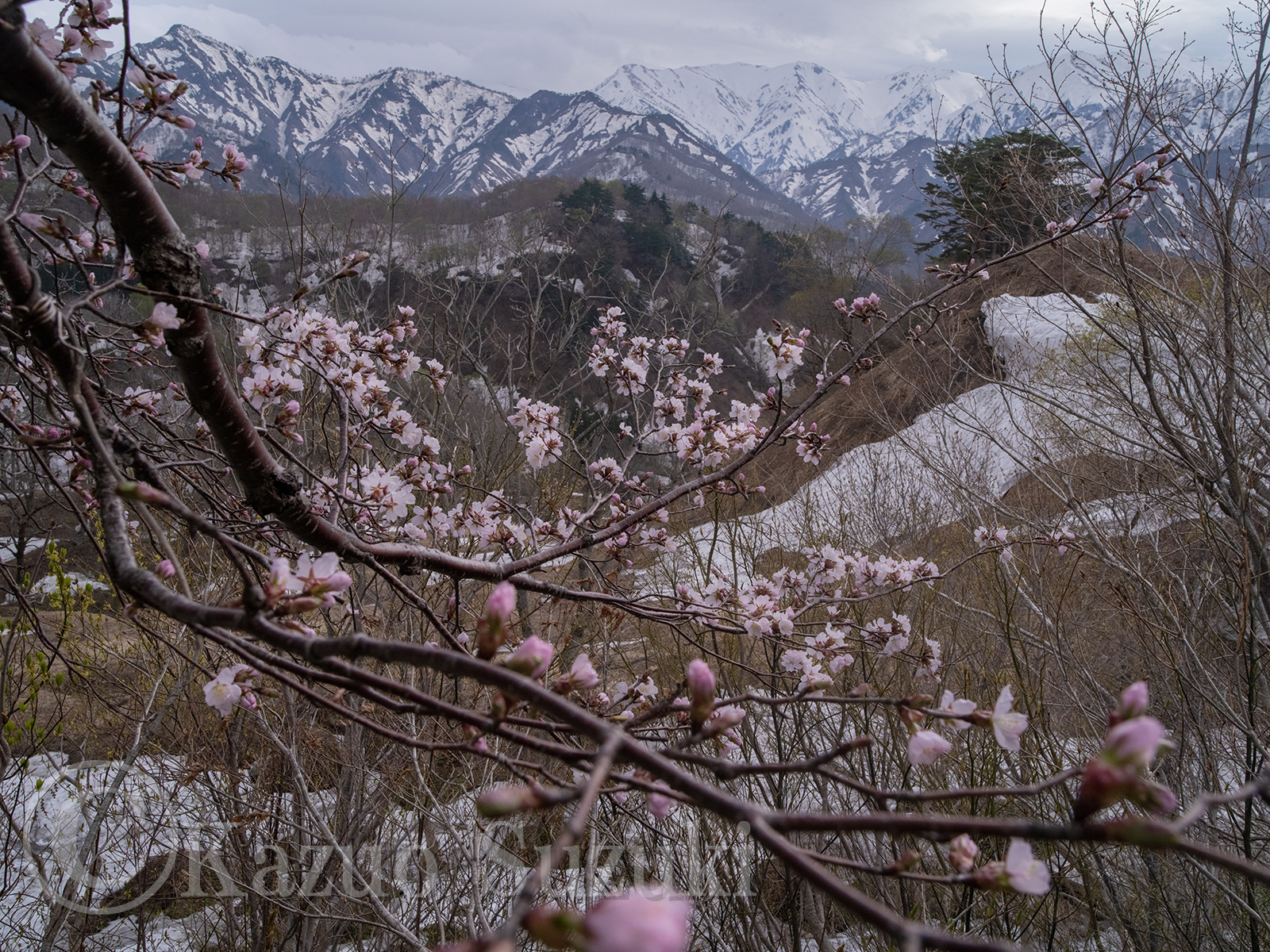 Oguni Cherry Blossoms VI