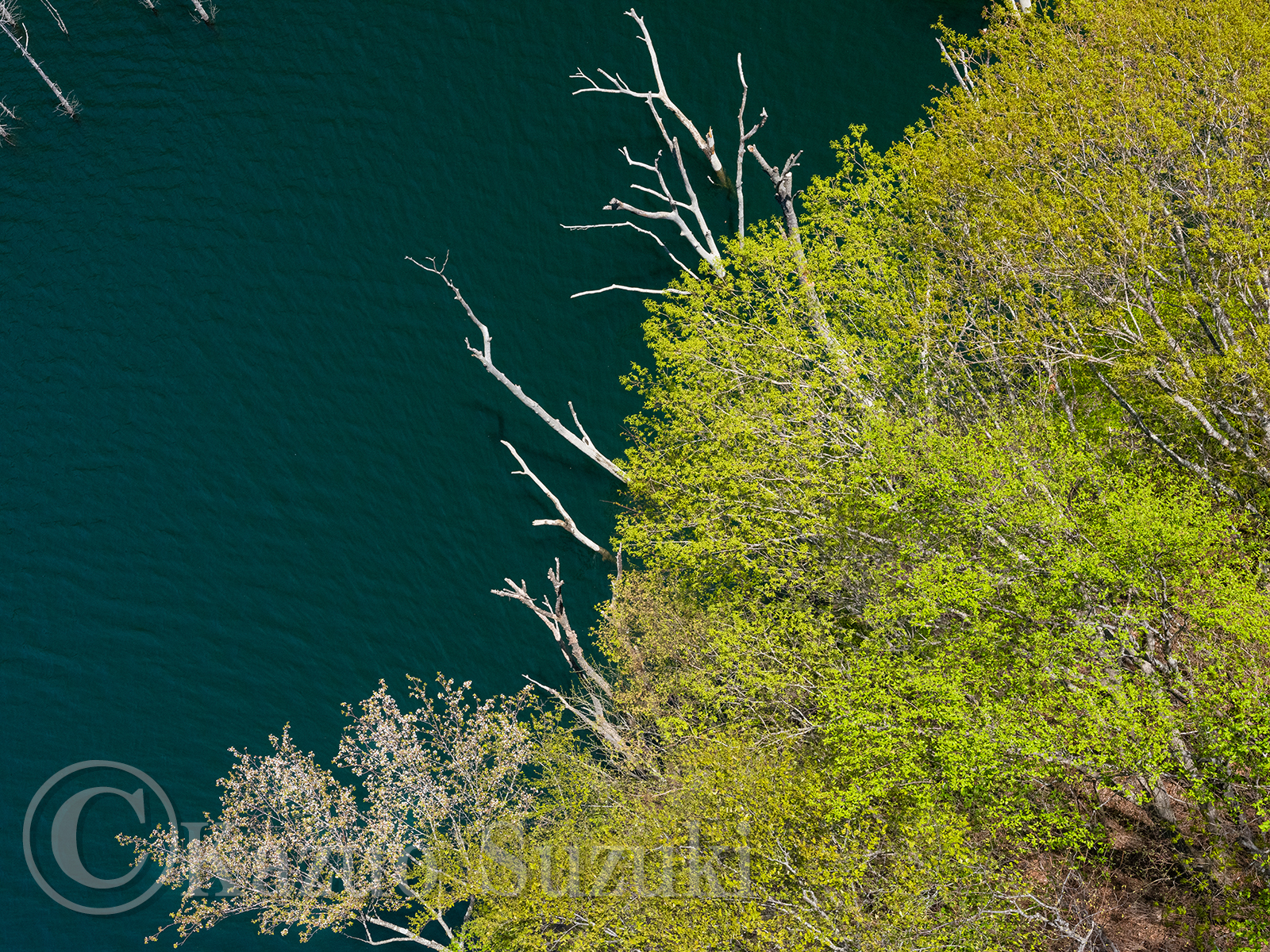 Nikko Cherry Blossoms
