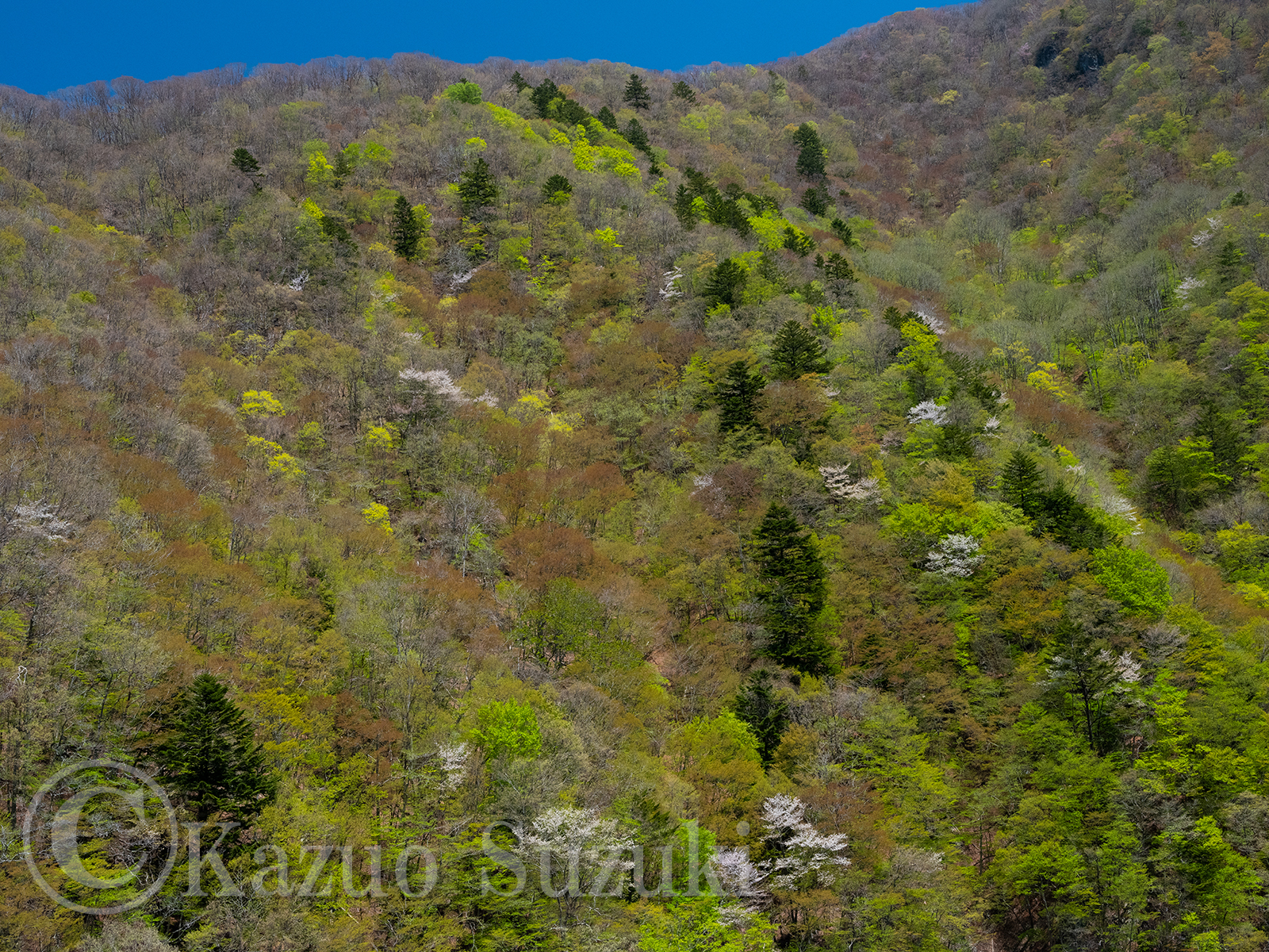 Nikko Cherry Blossoms II