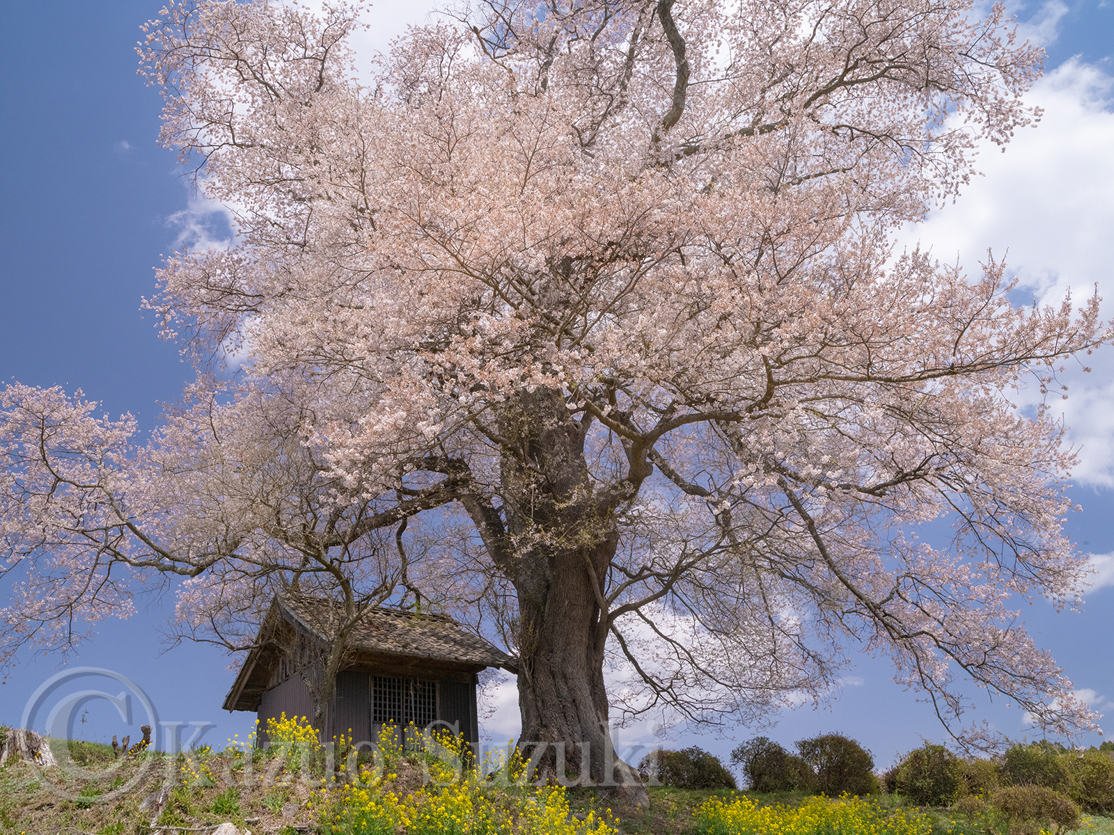 Nanakusagi Tenjin Cherry