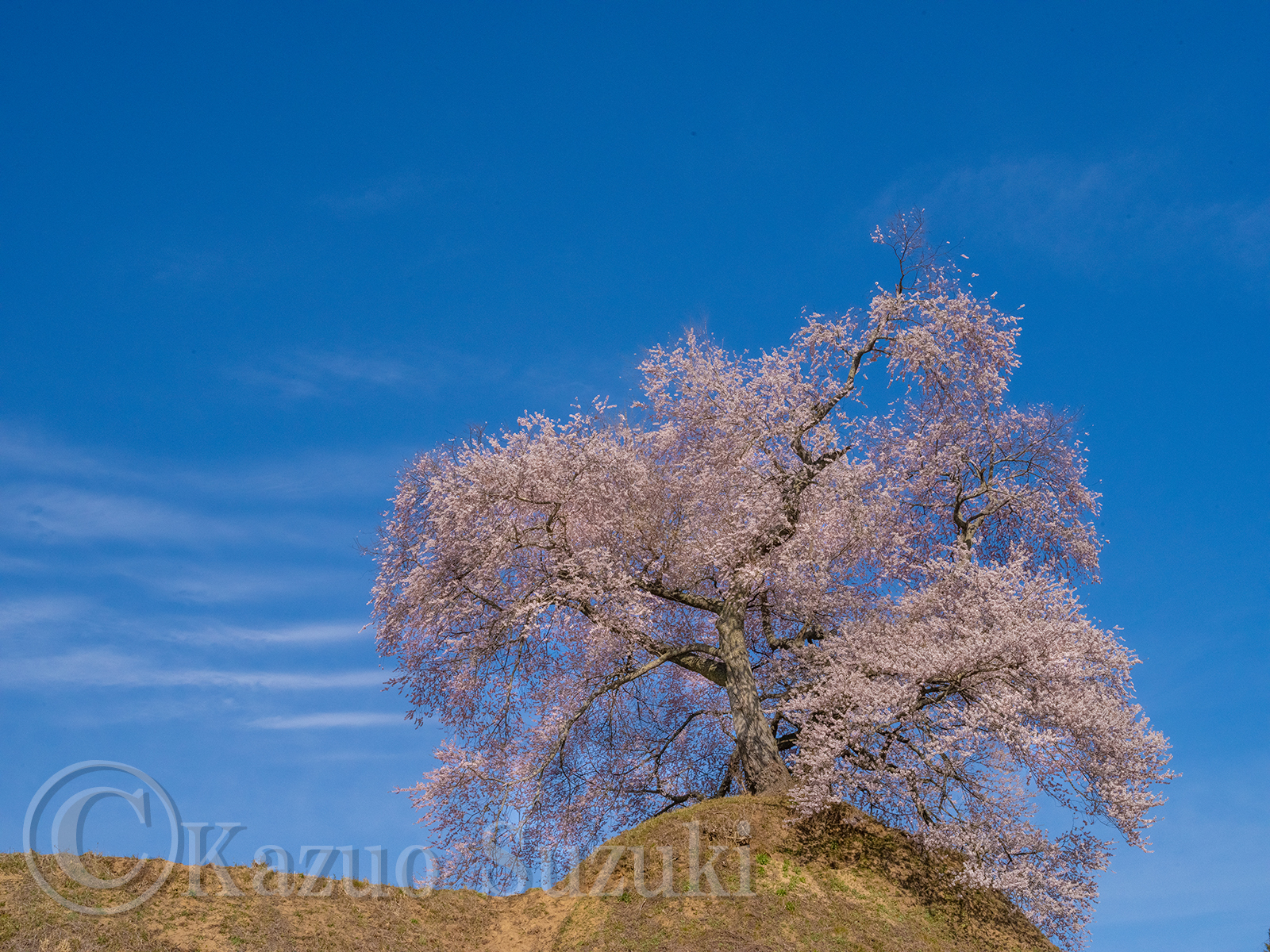 Heidodan Cherry Blossoms