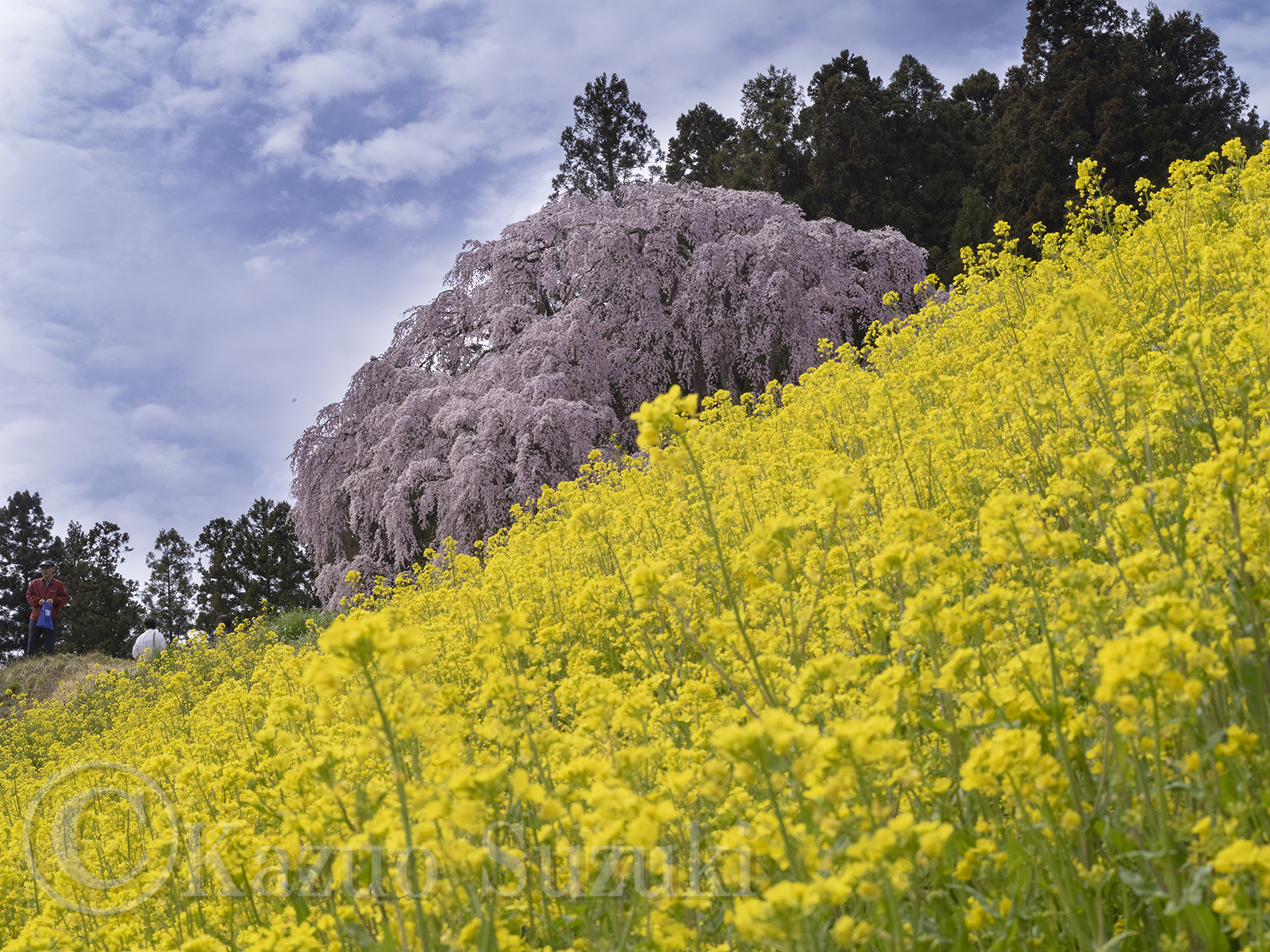 Kassenba Cherry Blossoms