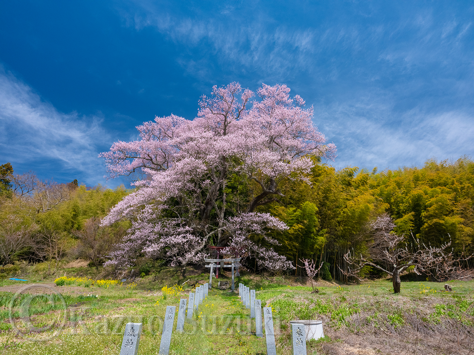 Koriyama Cherry Blossoms