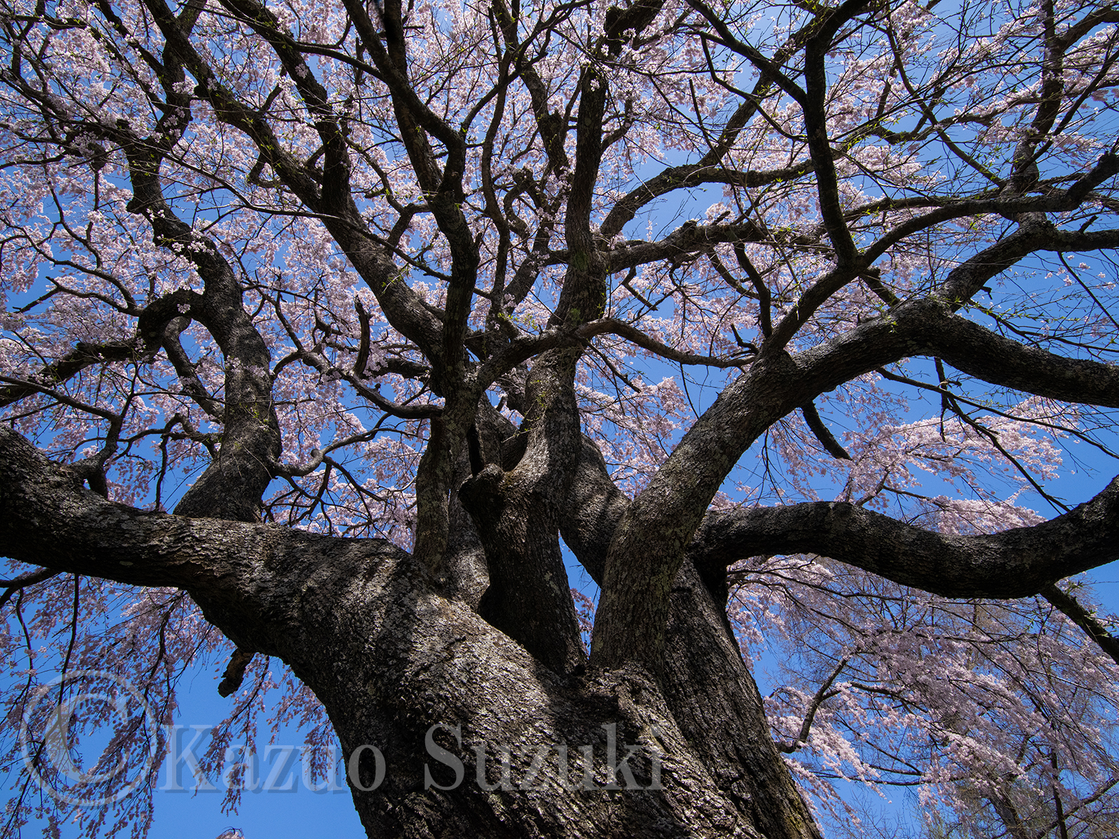 Gotomaita Cherry Blossoms