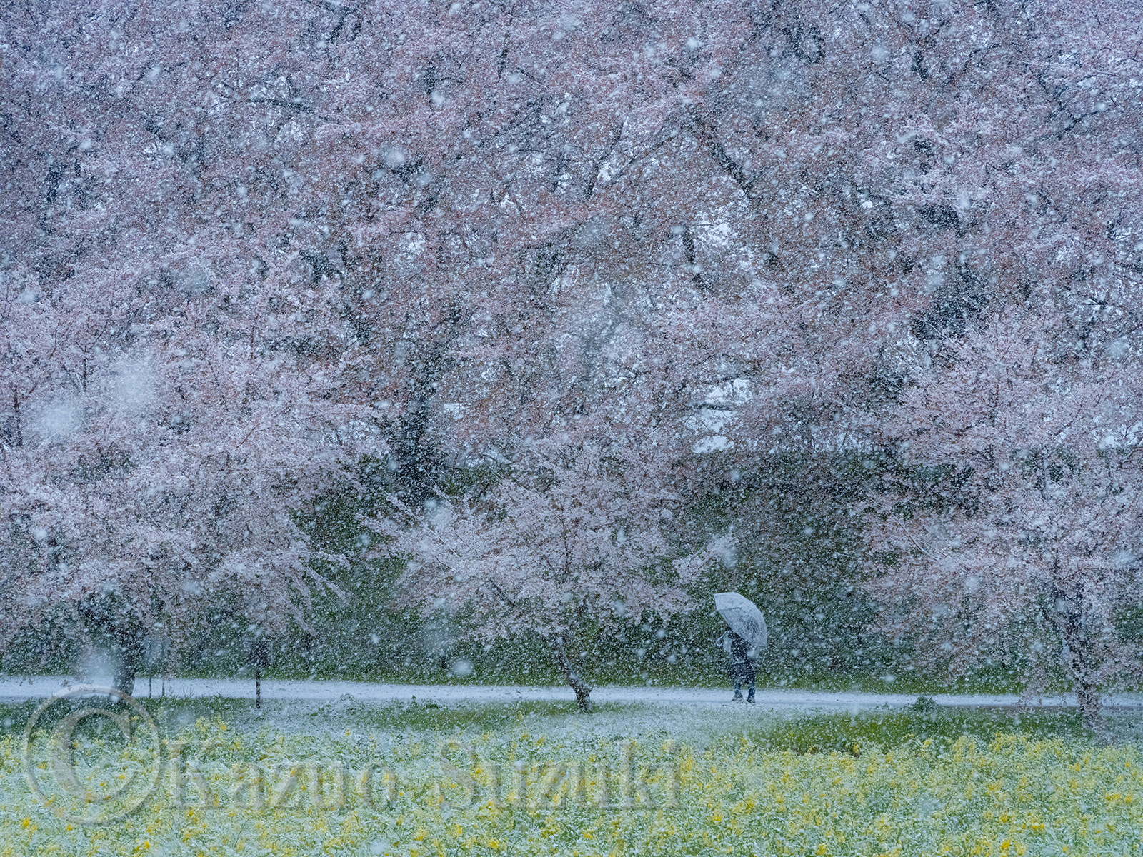幸手の桜