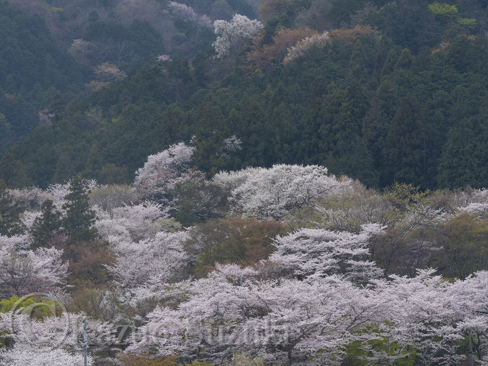 池田町の桜