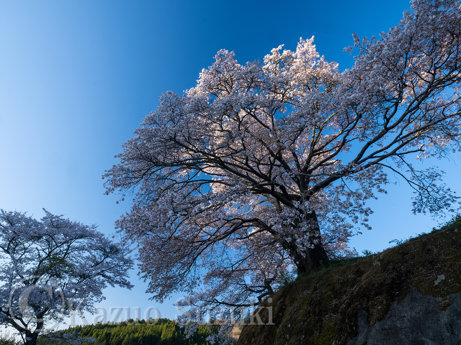 常陸太田の桜