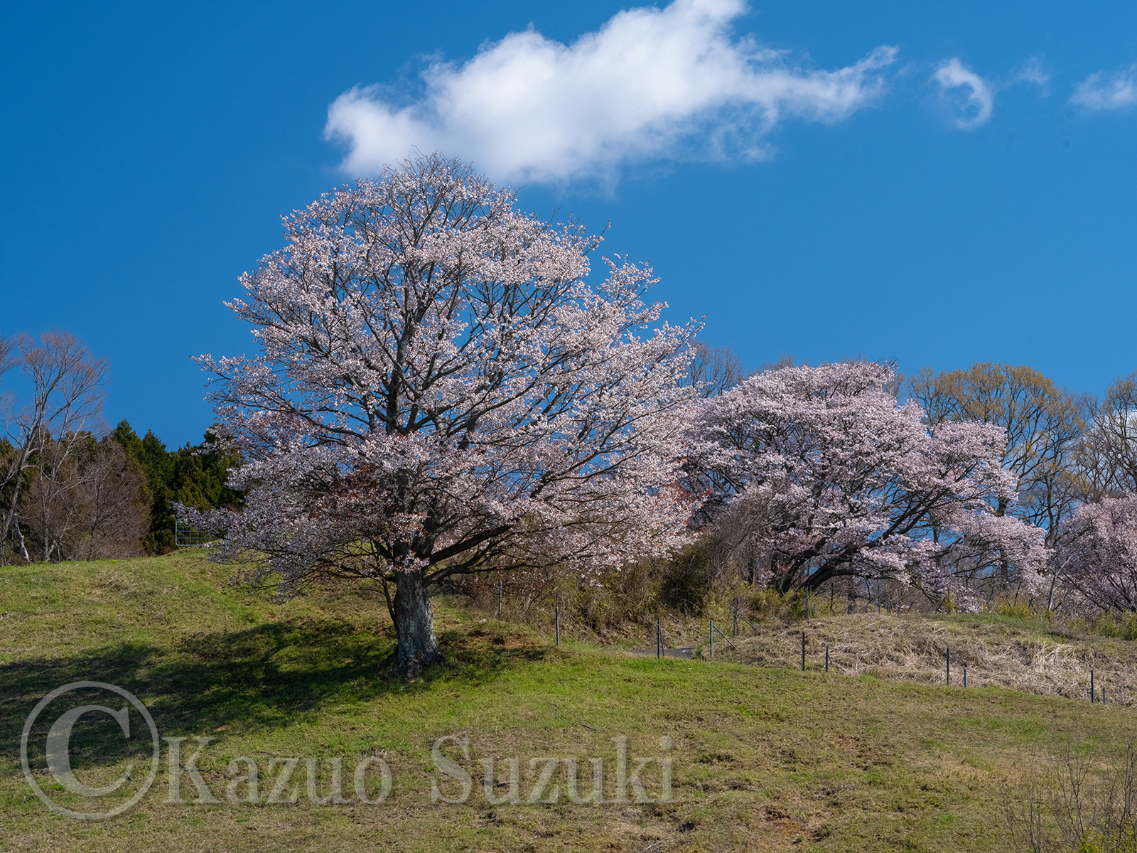 太子町の桜