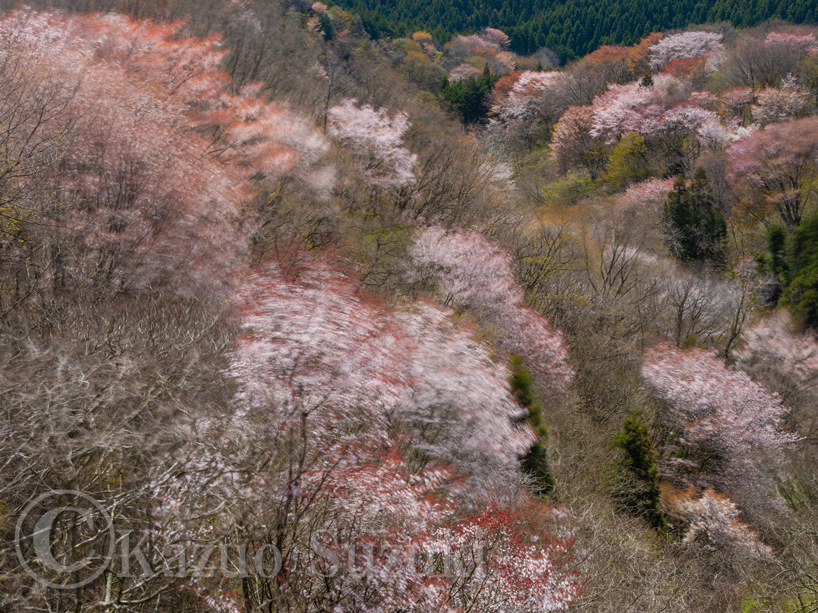 大田原の桜